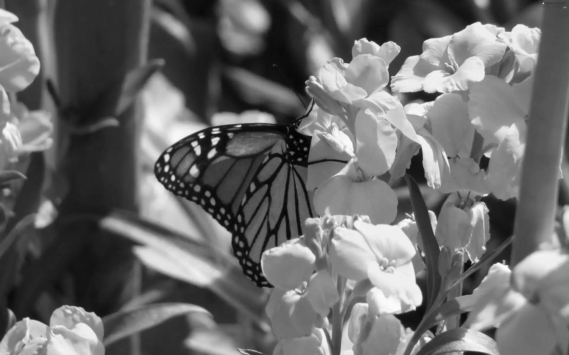 butterfly, Yellow, Flowers