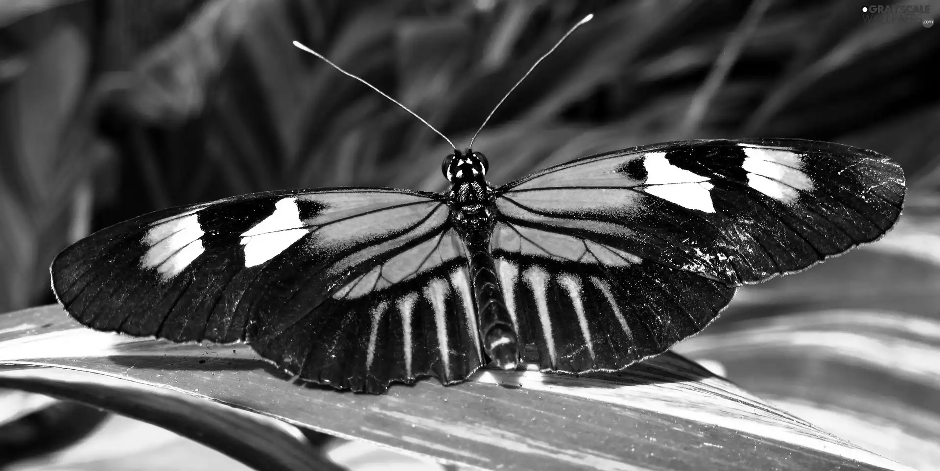 grass, butterfly