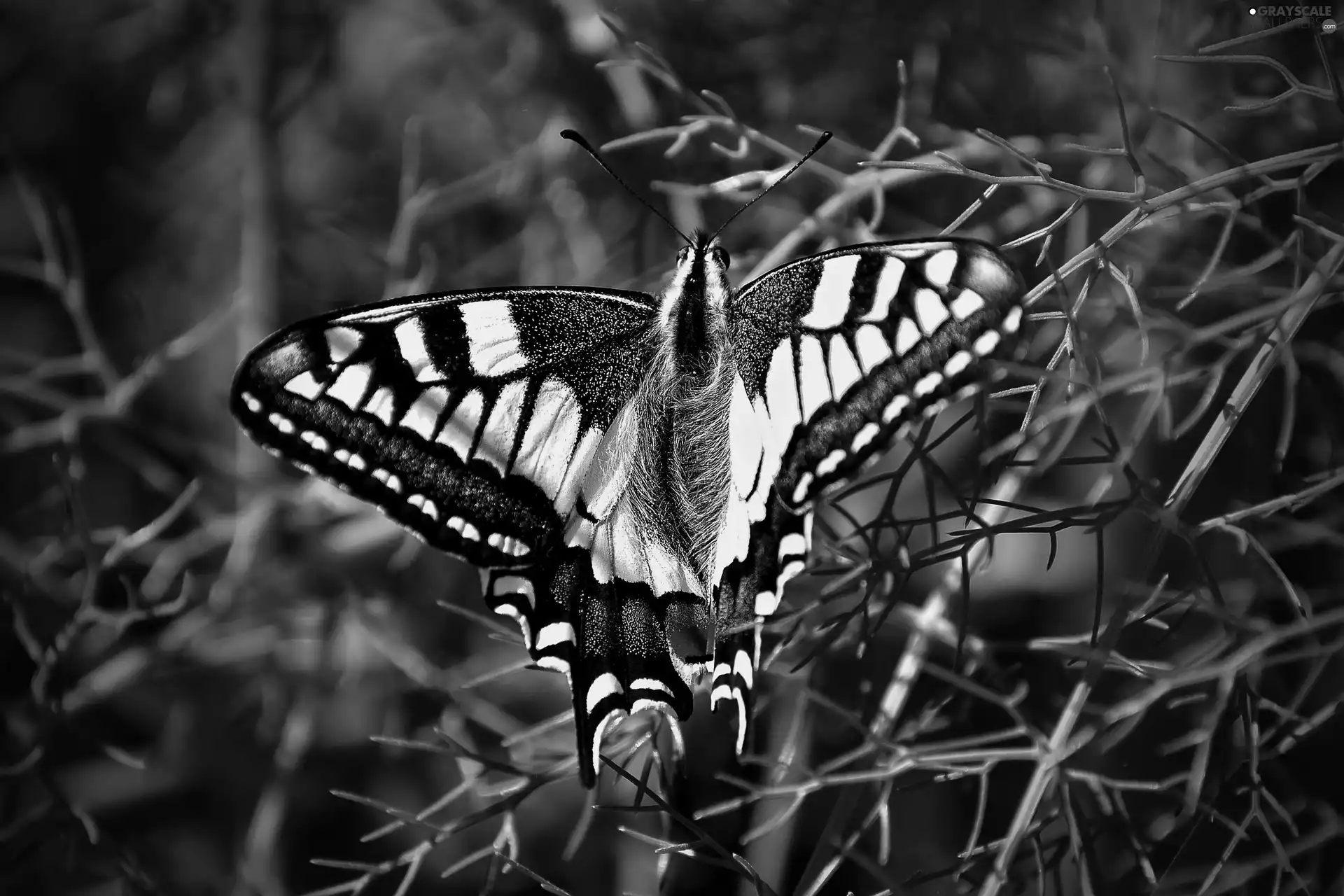 grass, butterfly