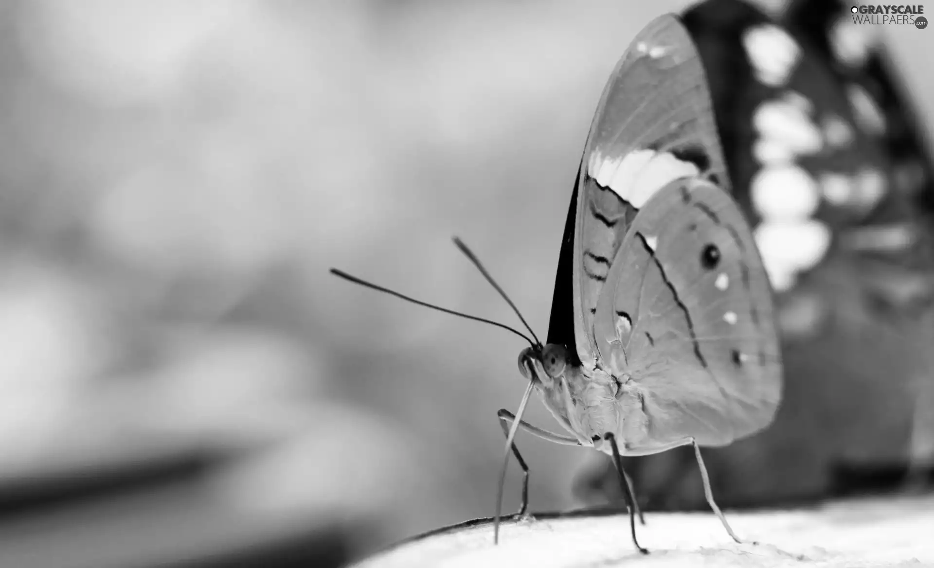 Green, butterfly