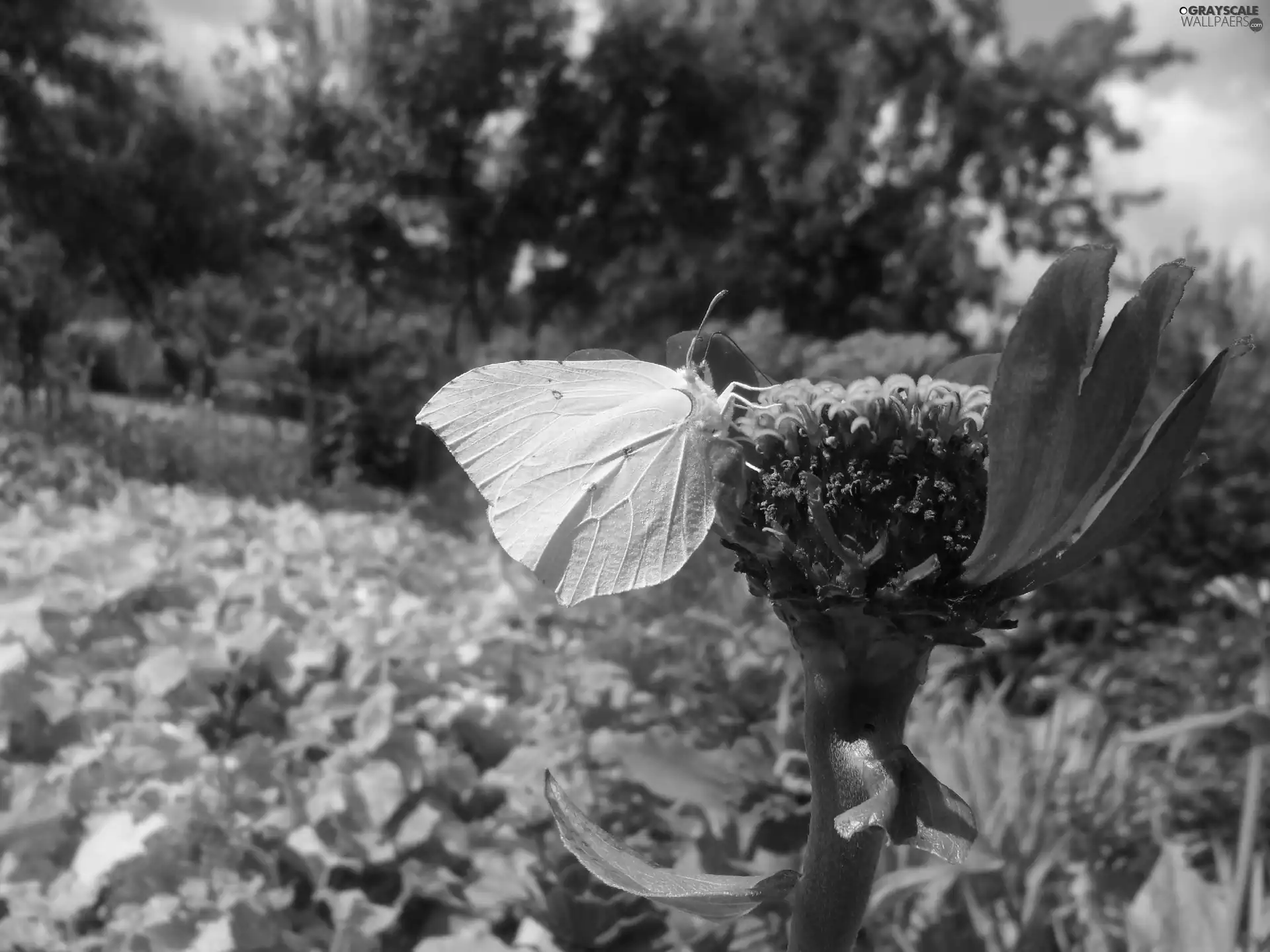 Gonepteryx rhamni, Yellow, butterfly