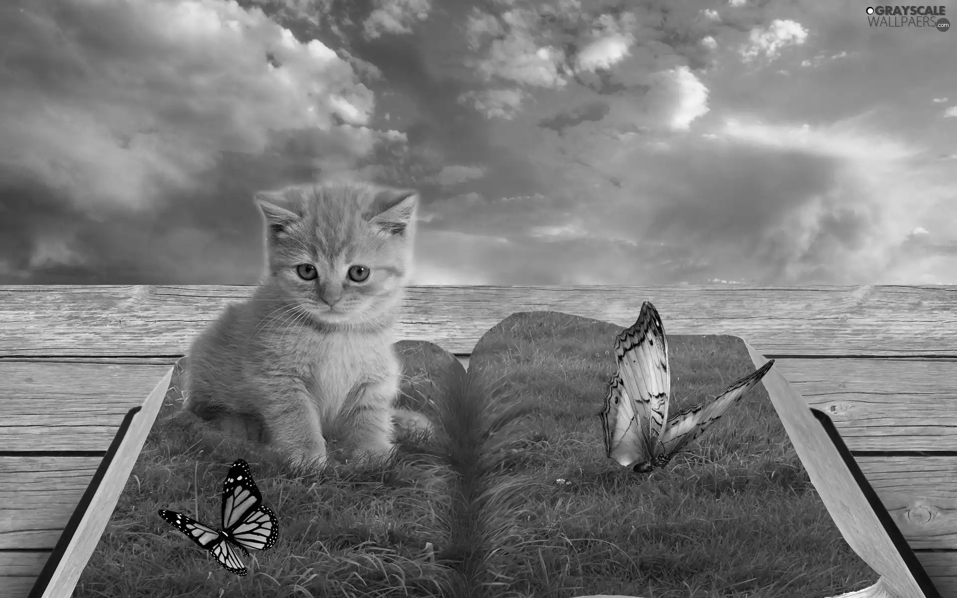 kitten, grass, butterfly, Book