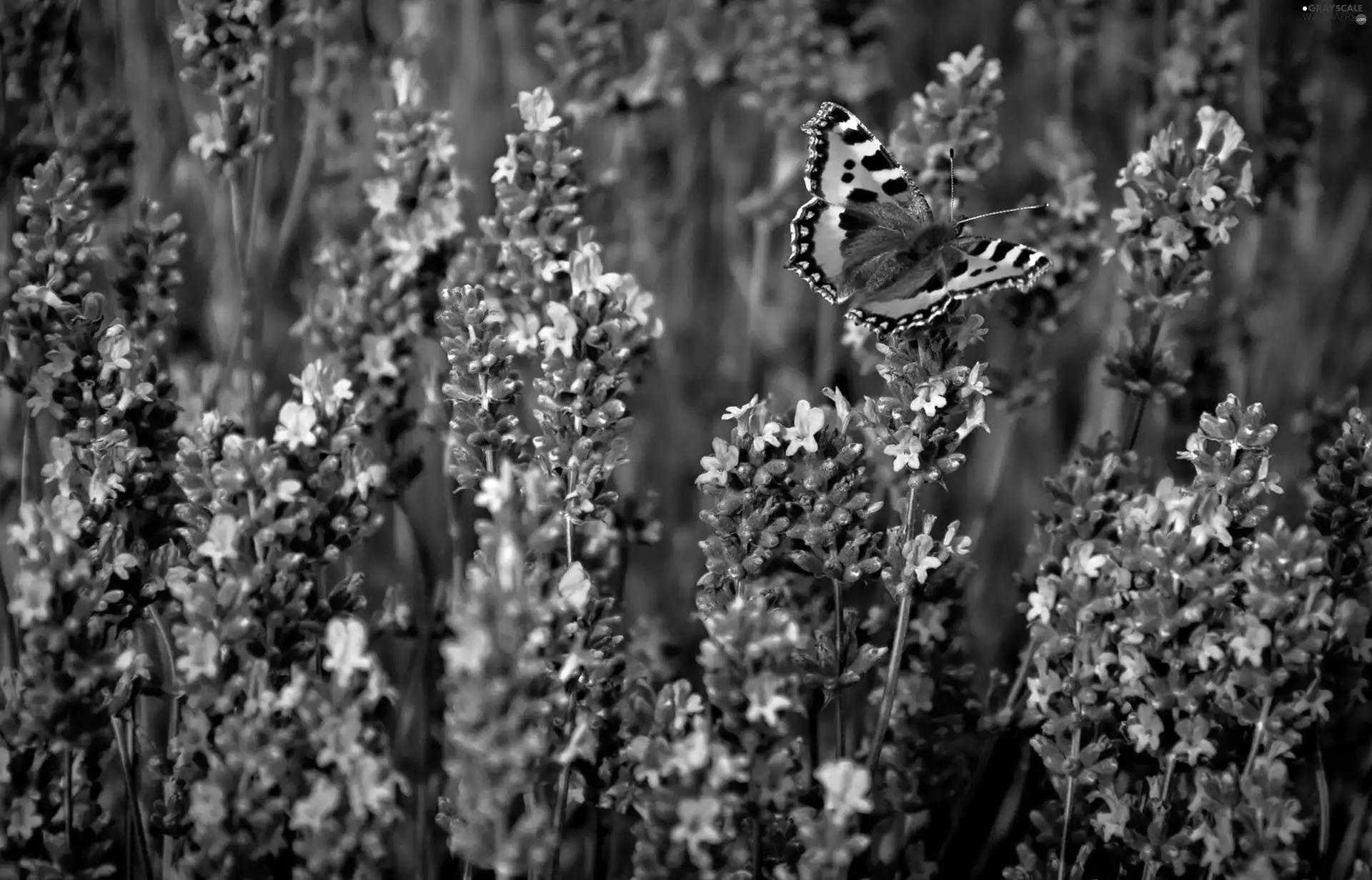 Small Tortoiseshell, lavender, butterfly