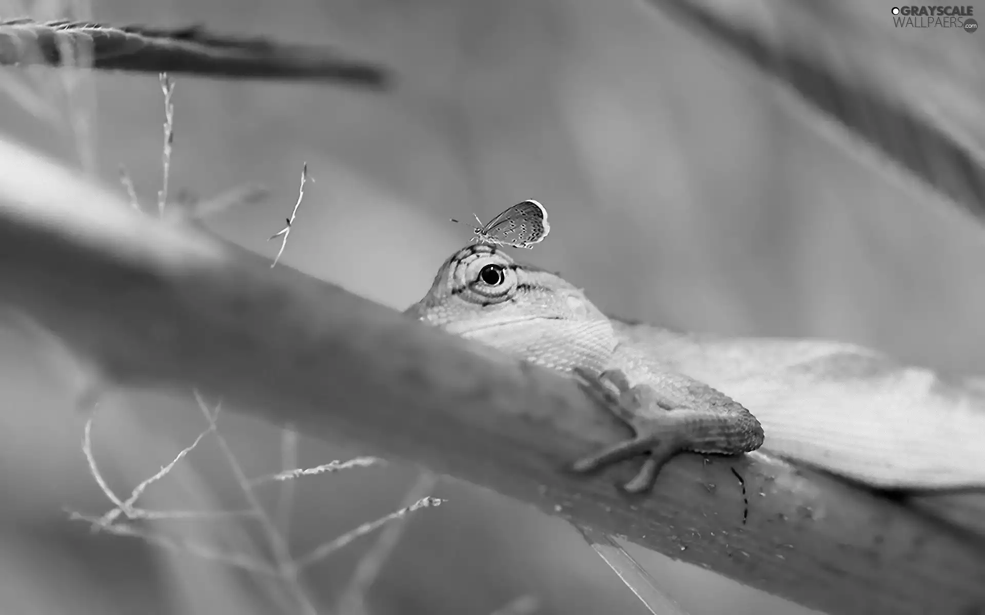 lizard, butterfly