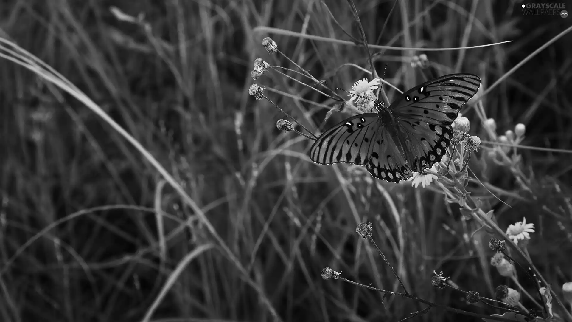 Meadow, color, butterfly, dandelions