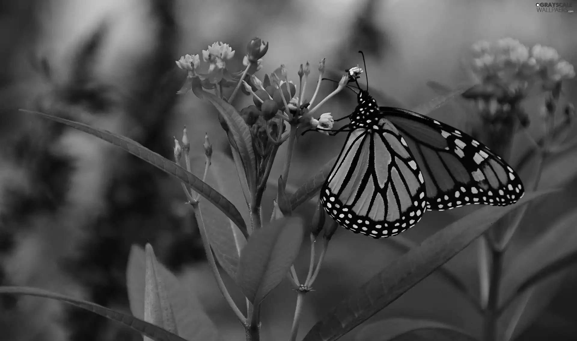 Plants, butterfly