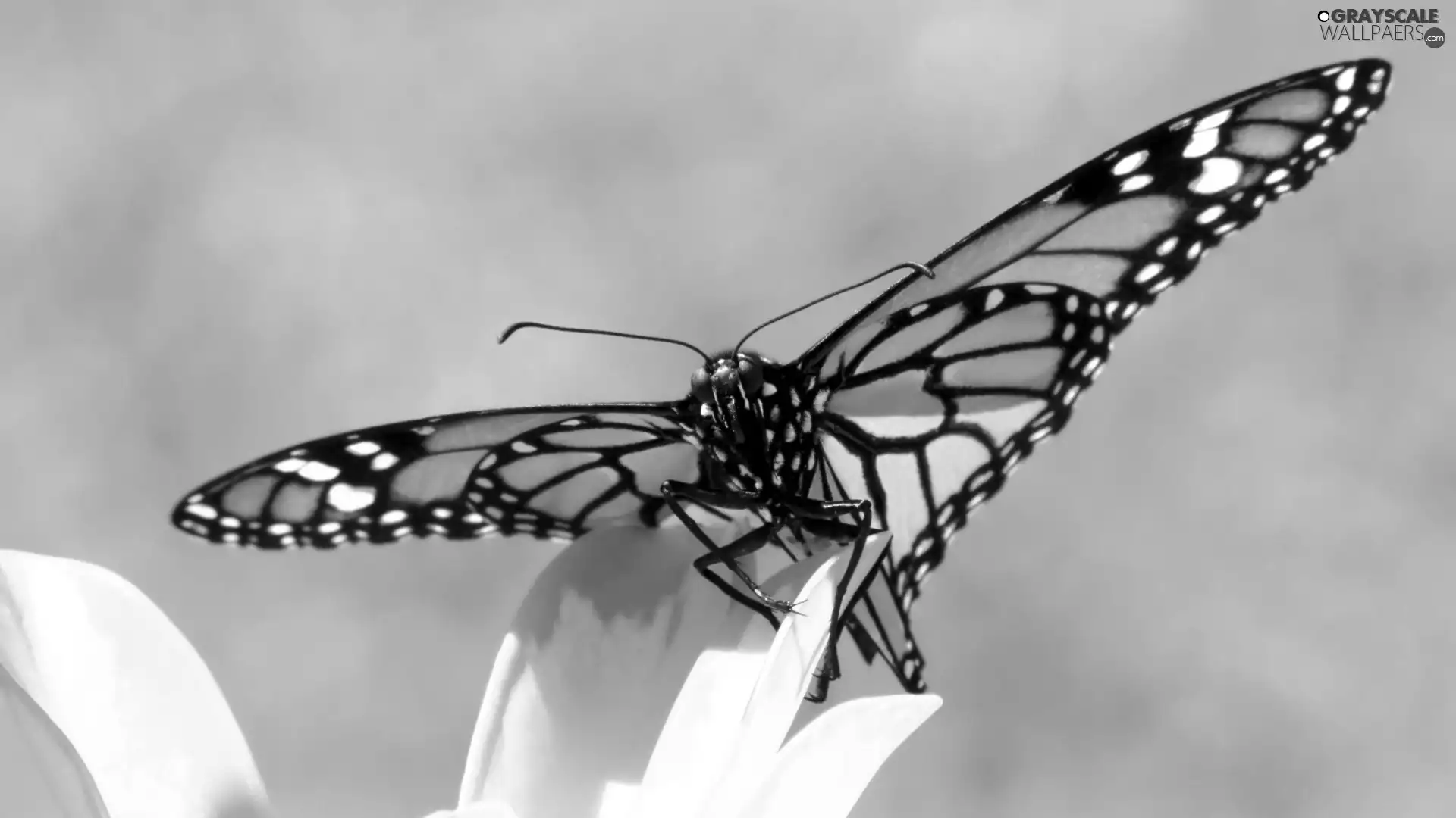 prettily, wings, butterfly, spread