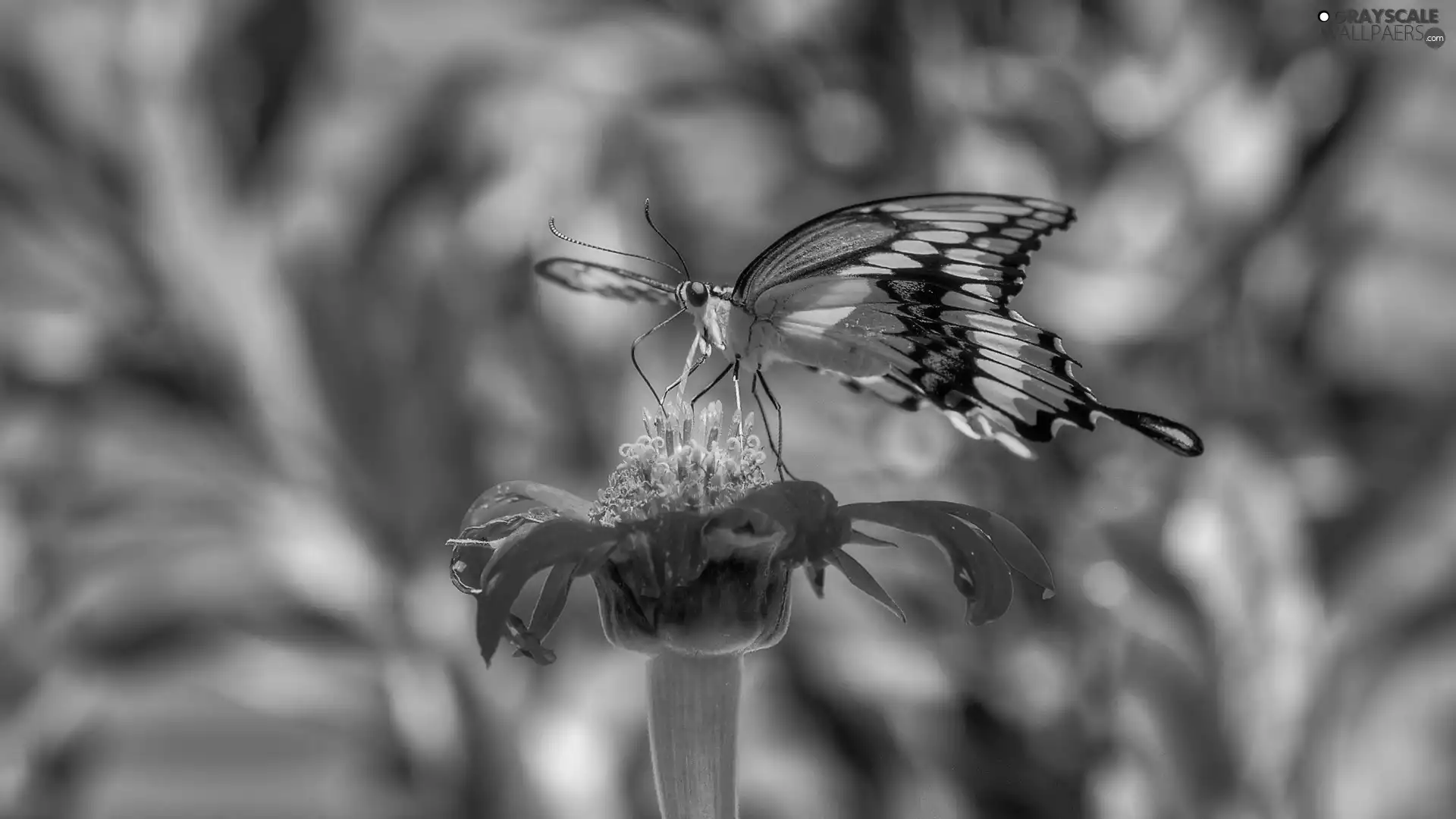 Tagetes, butterfly