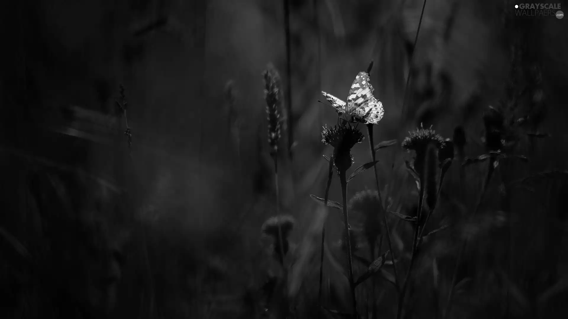 butterfly, Flowers, Thistle
