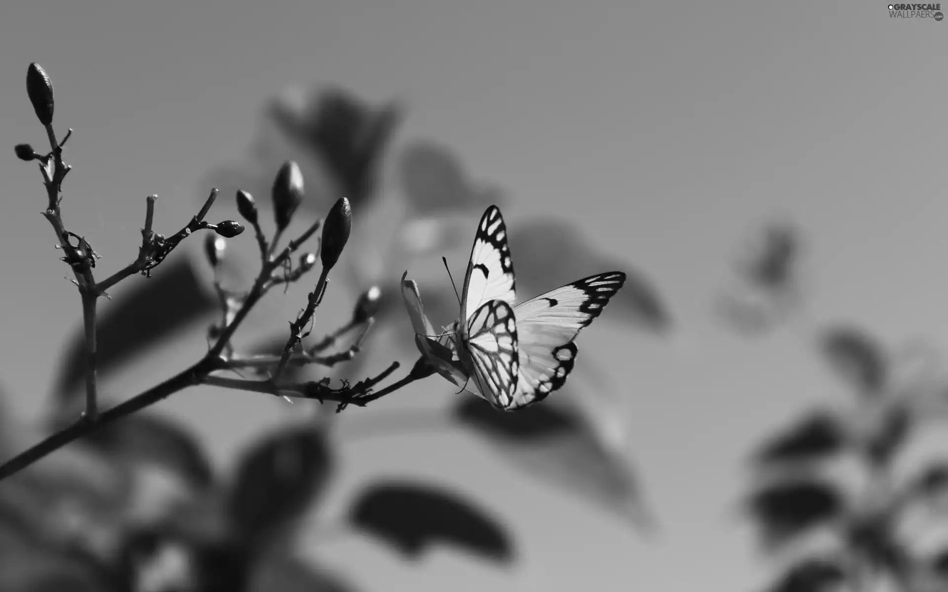 White, butterfly