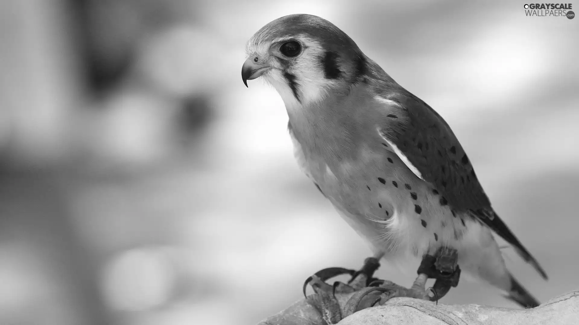 trichromatic, buzzard