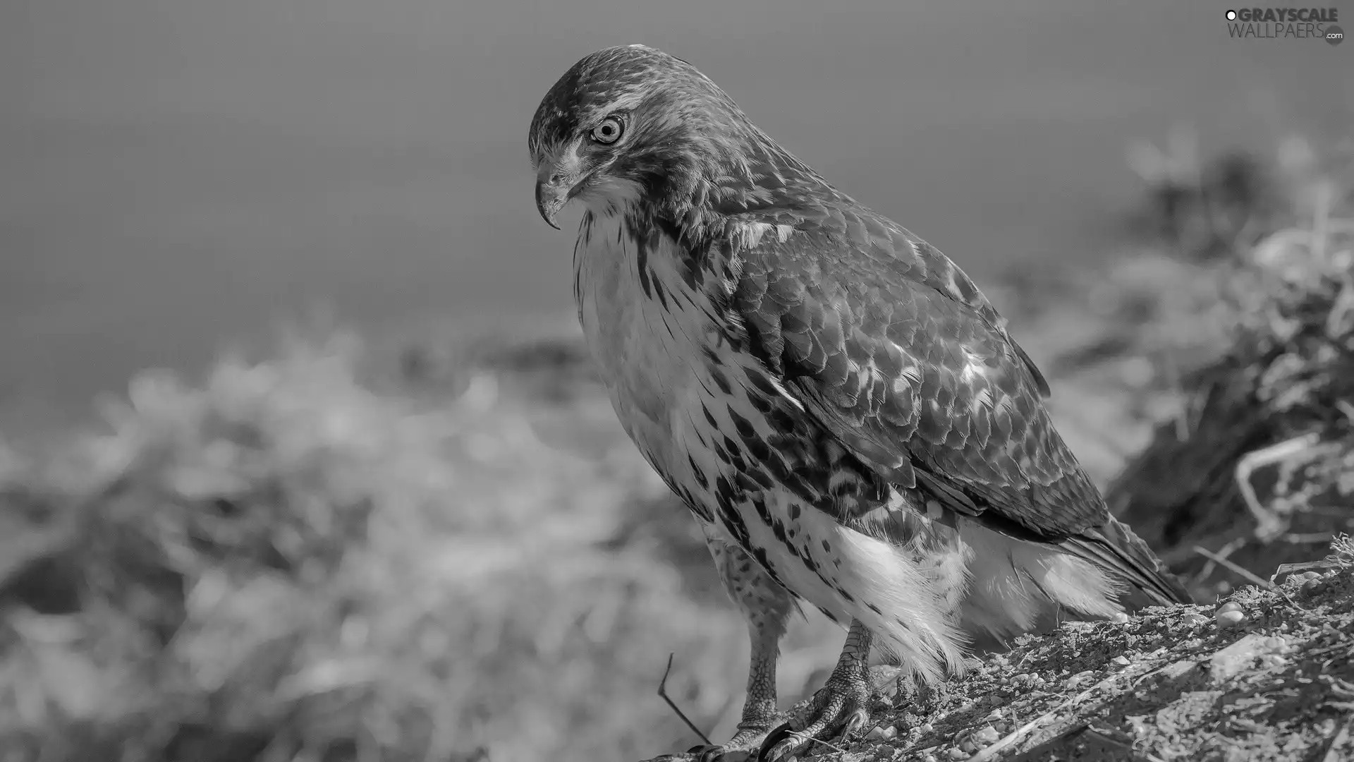 buzzard