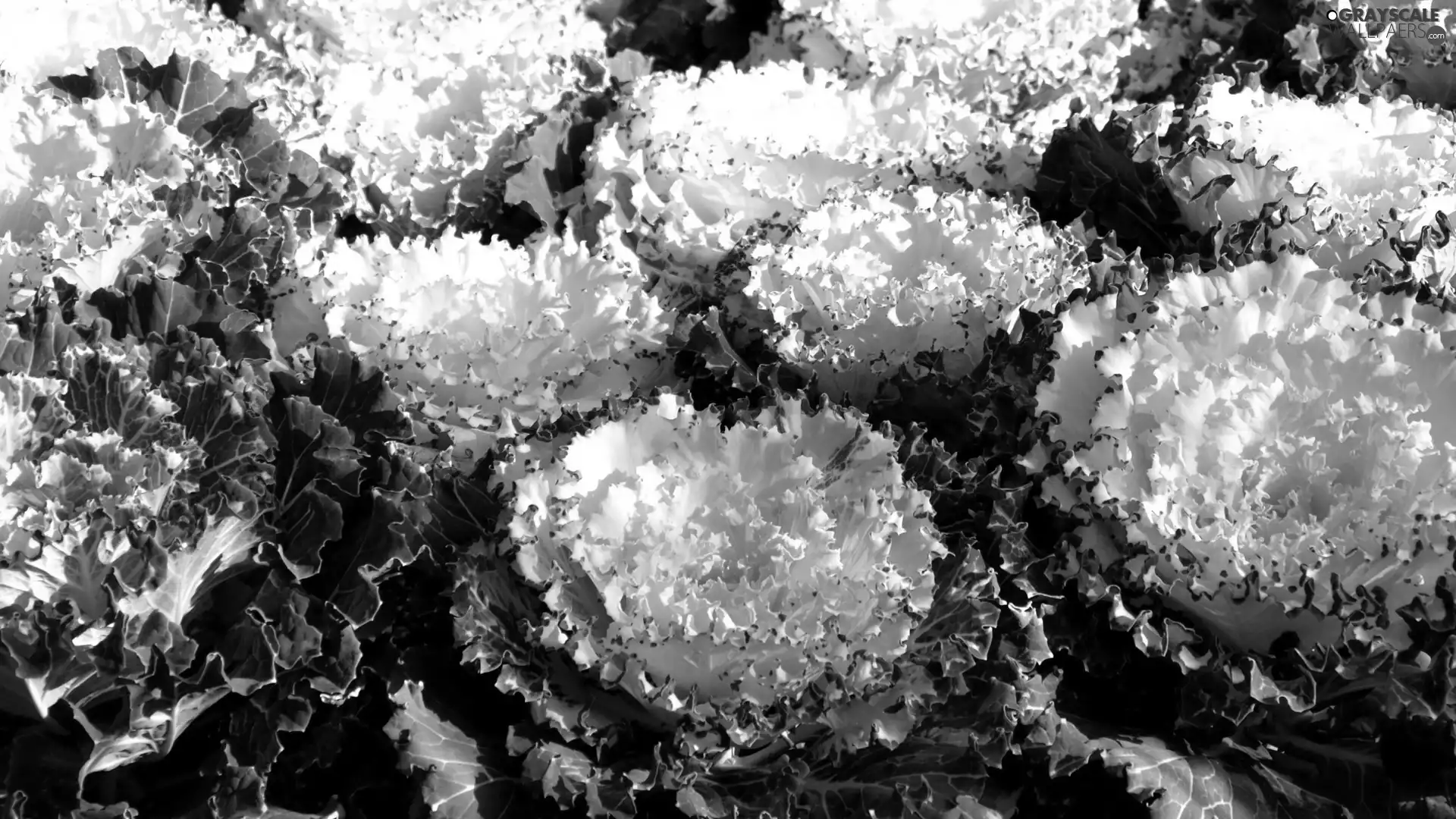 cabbage, White, fancy