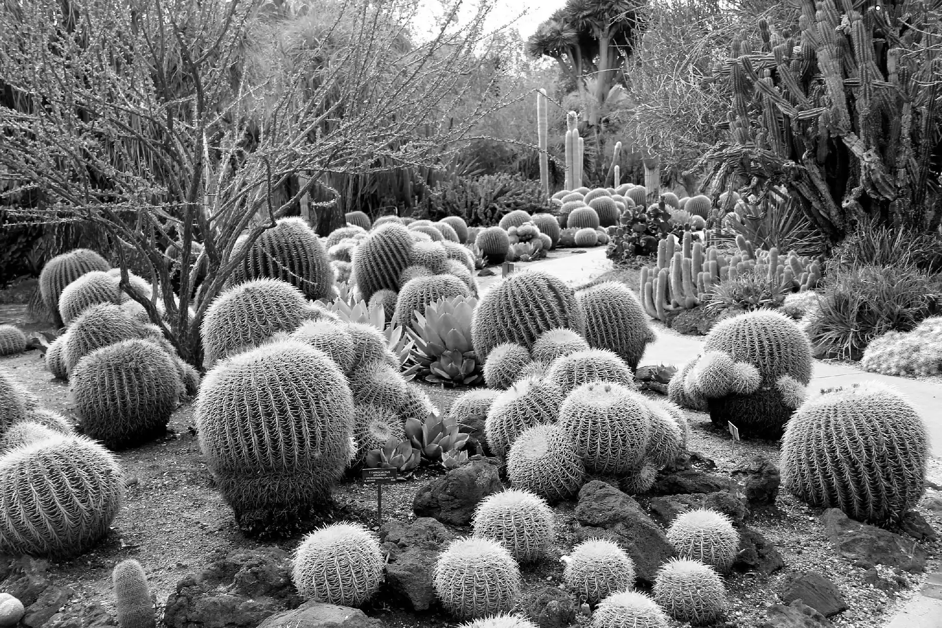 Cactus, Garden, botanical