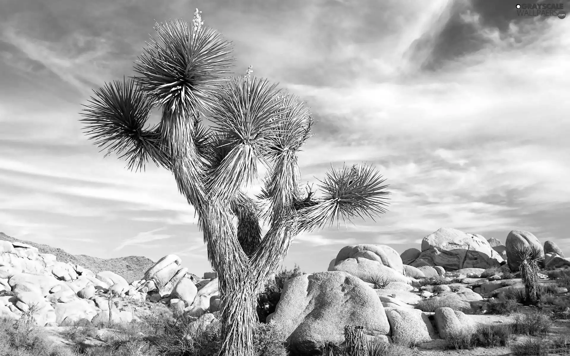 Desert, Cactus
