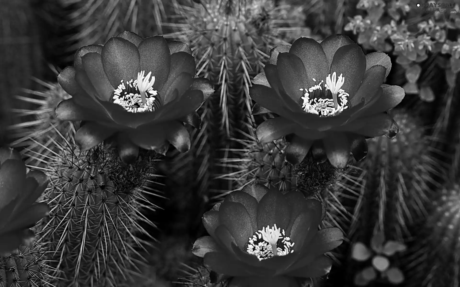 flourishing, Cactus