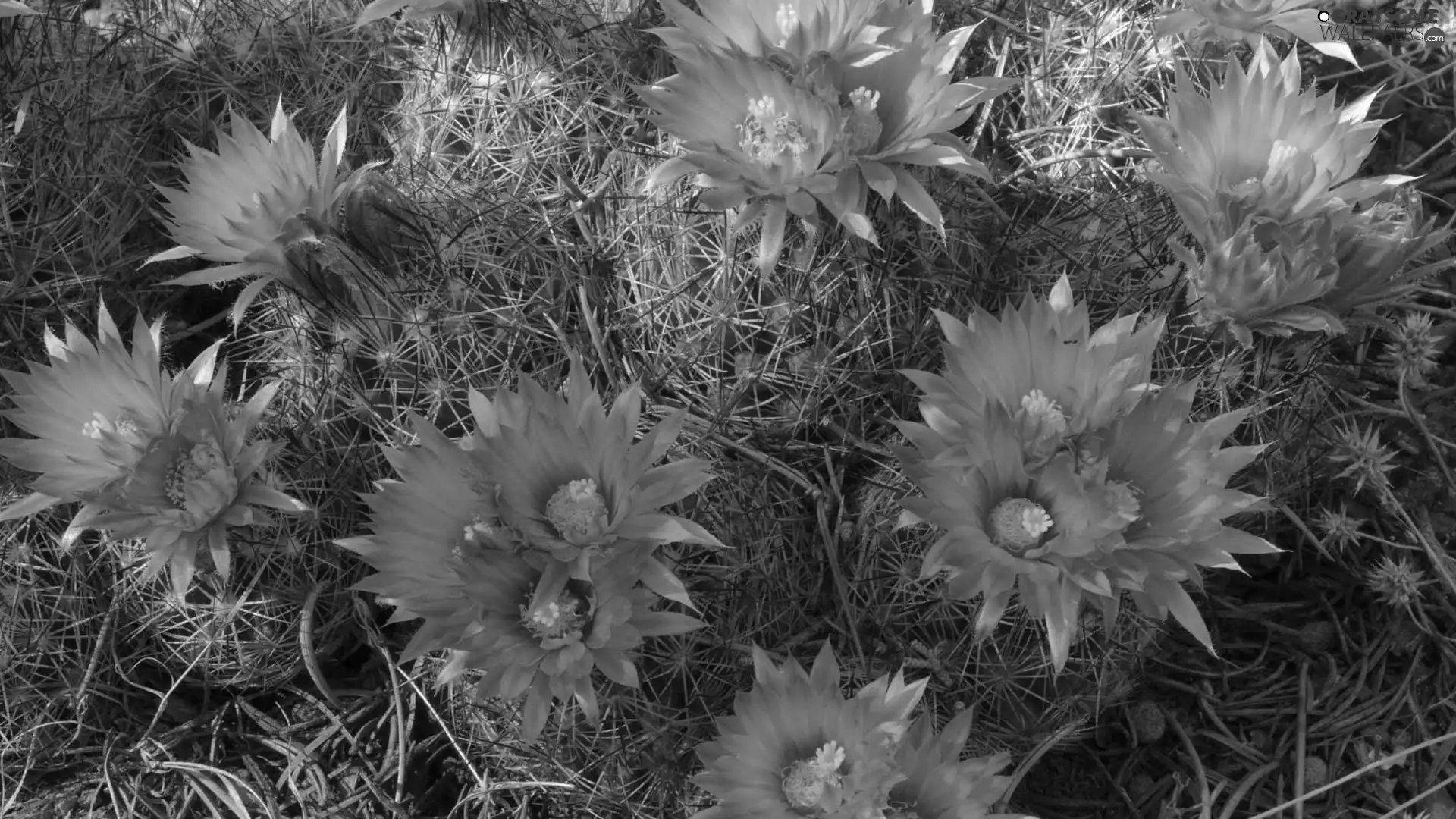 flourishing, Cactus