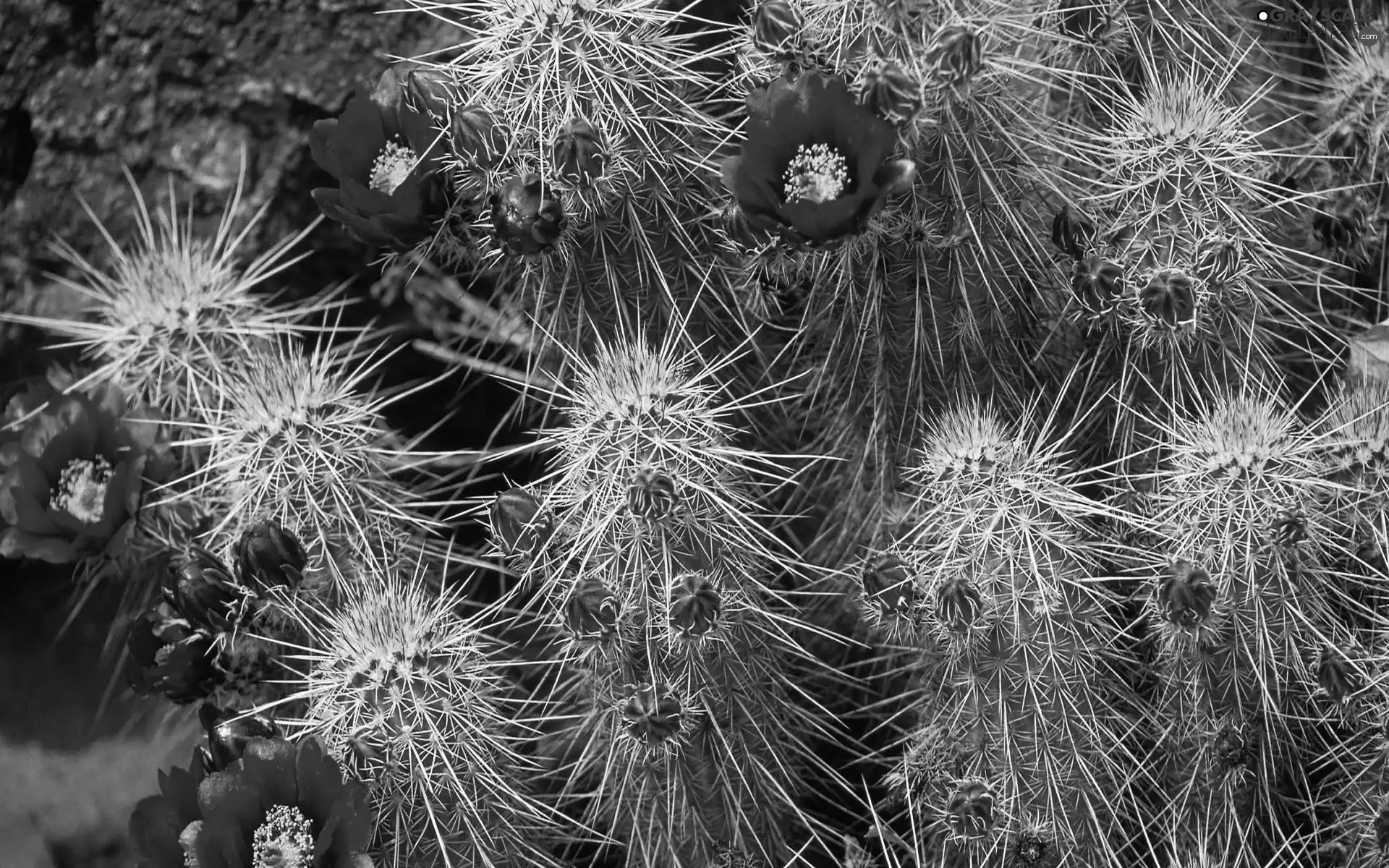 flourishing, Cactus