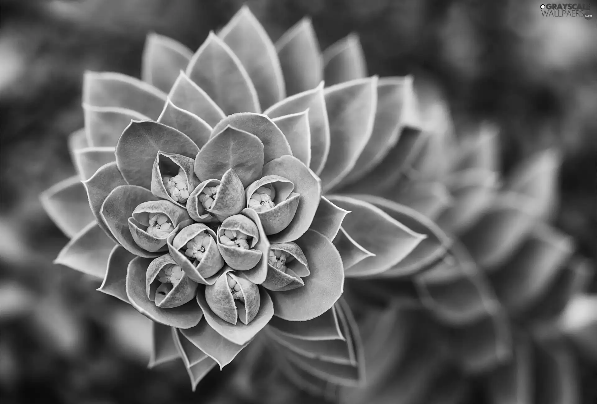 flower, Cactus