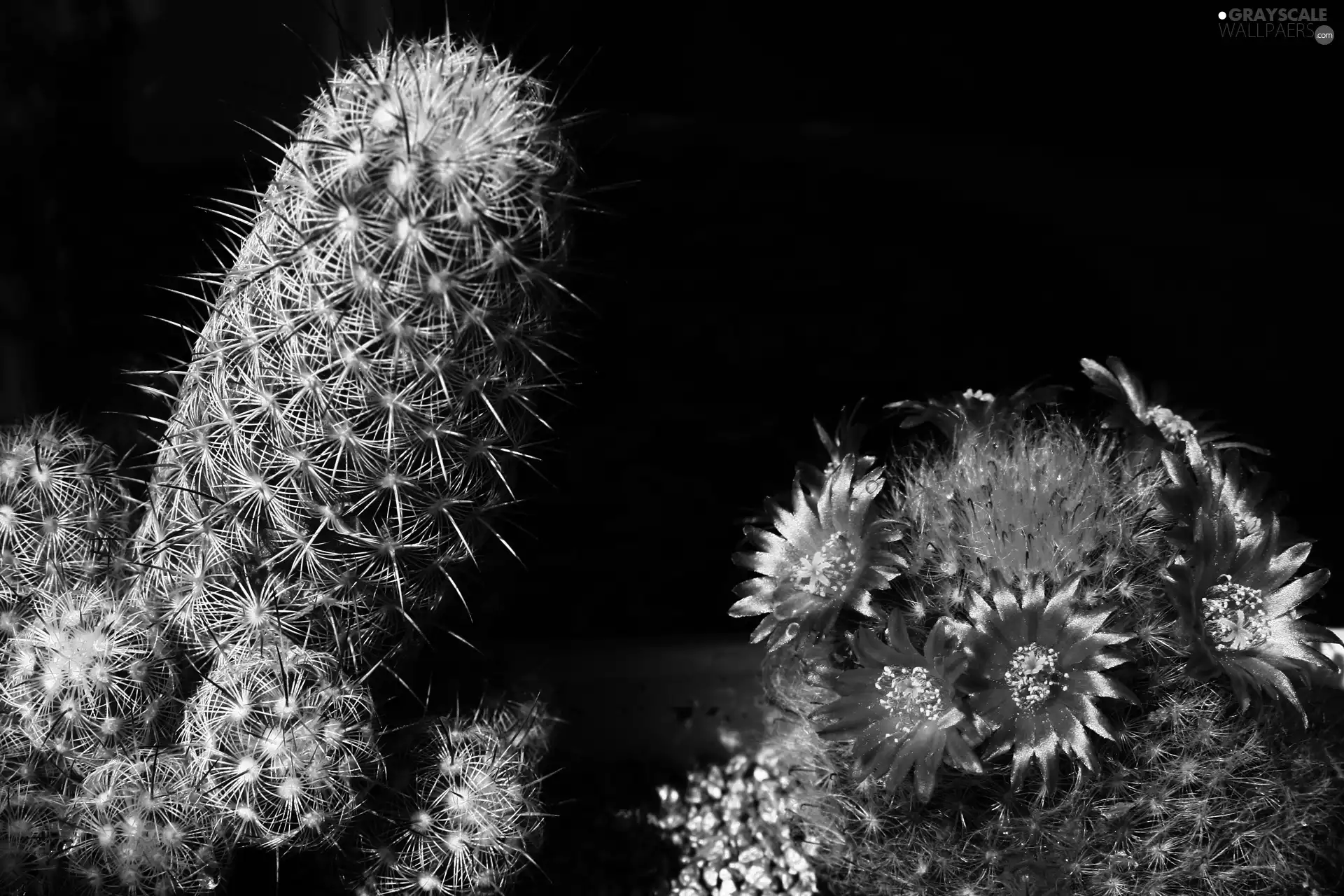 flower, Cactus