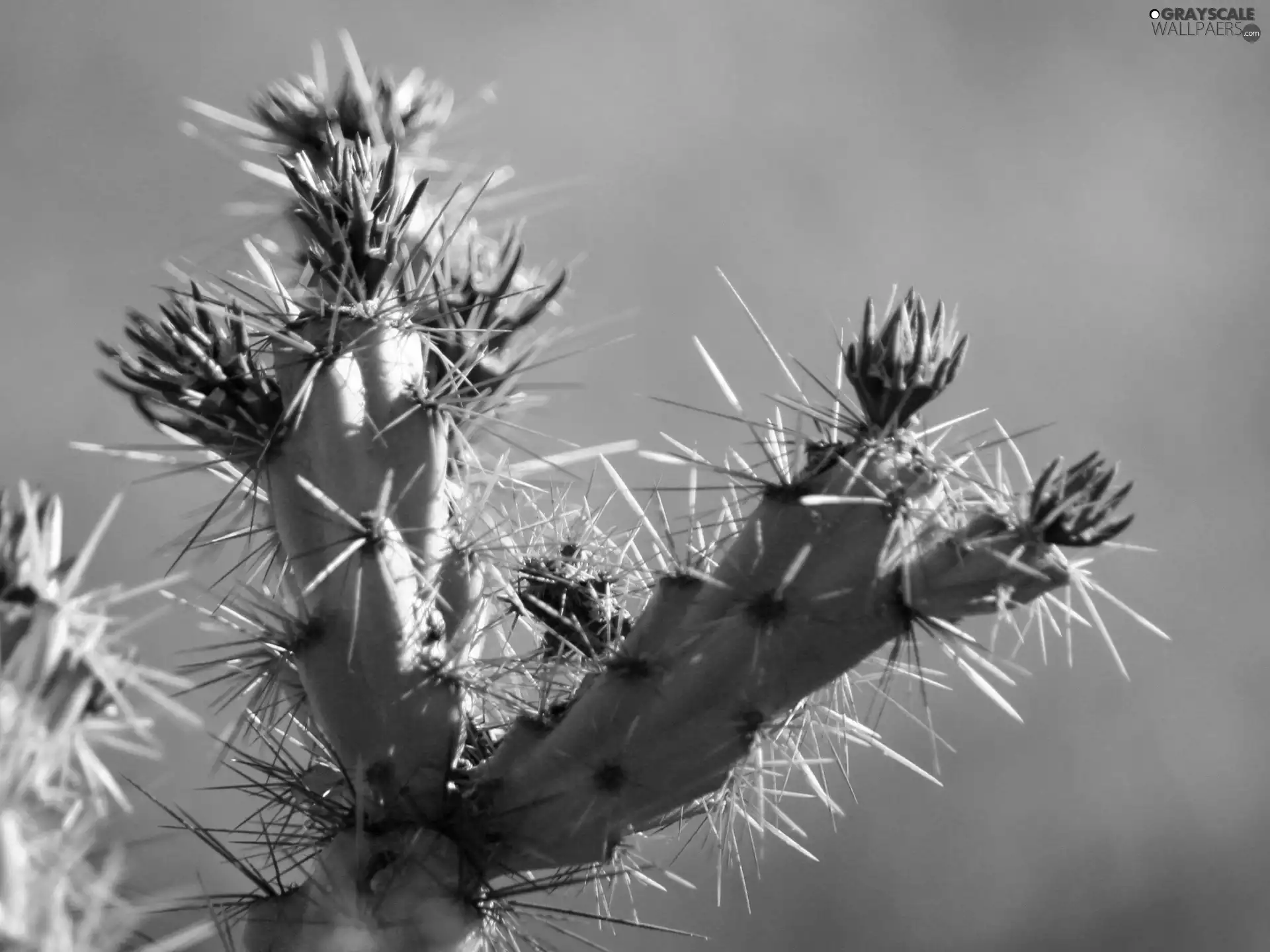 flower, Cactus