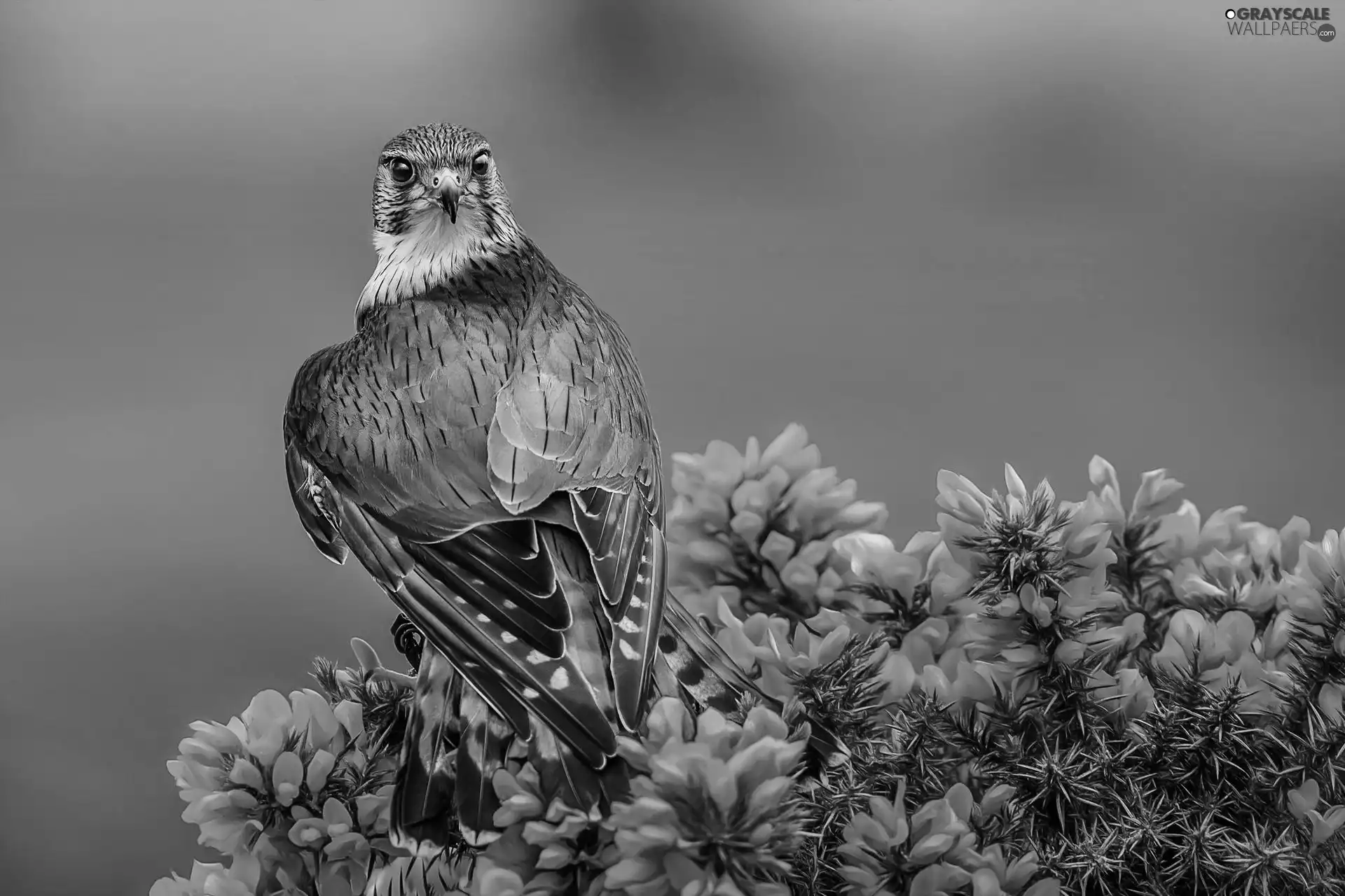 hawk, Cactus