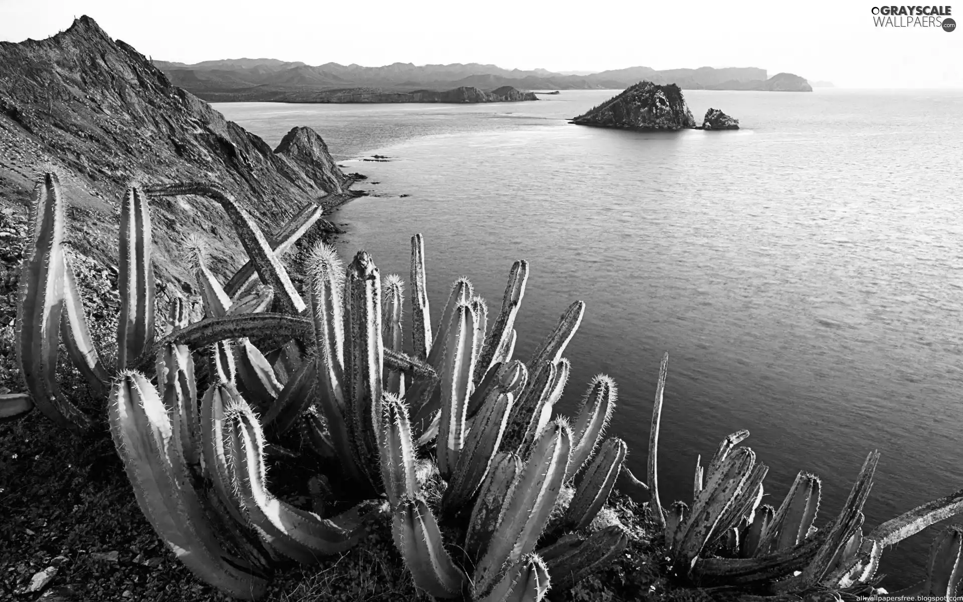 sea, Cactus
