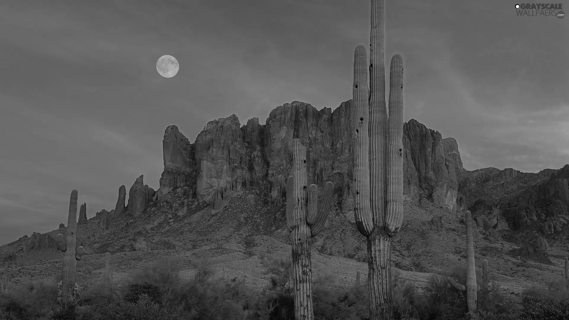 west, canyon, Cactus, sun