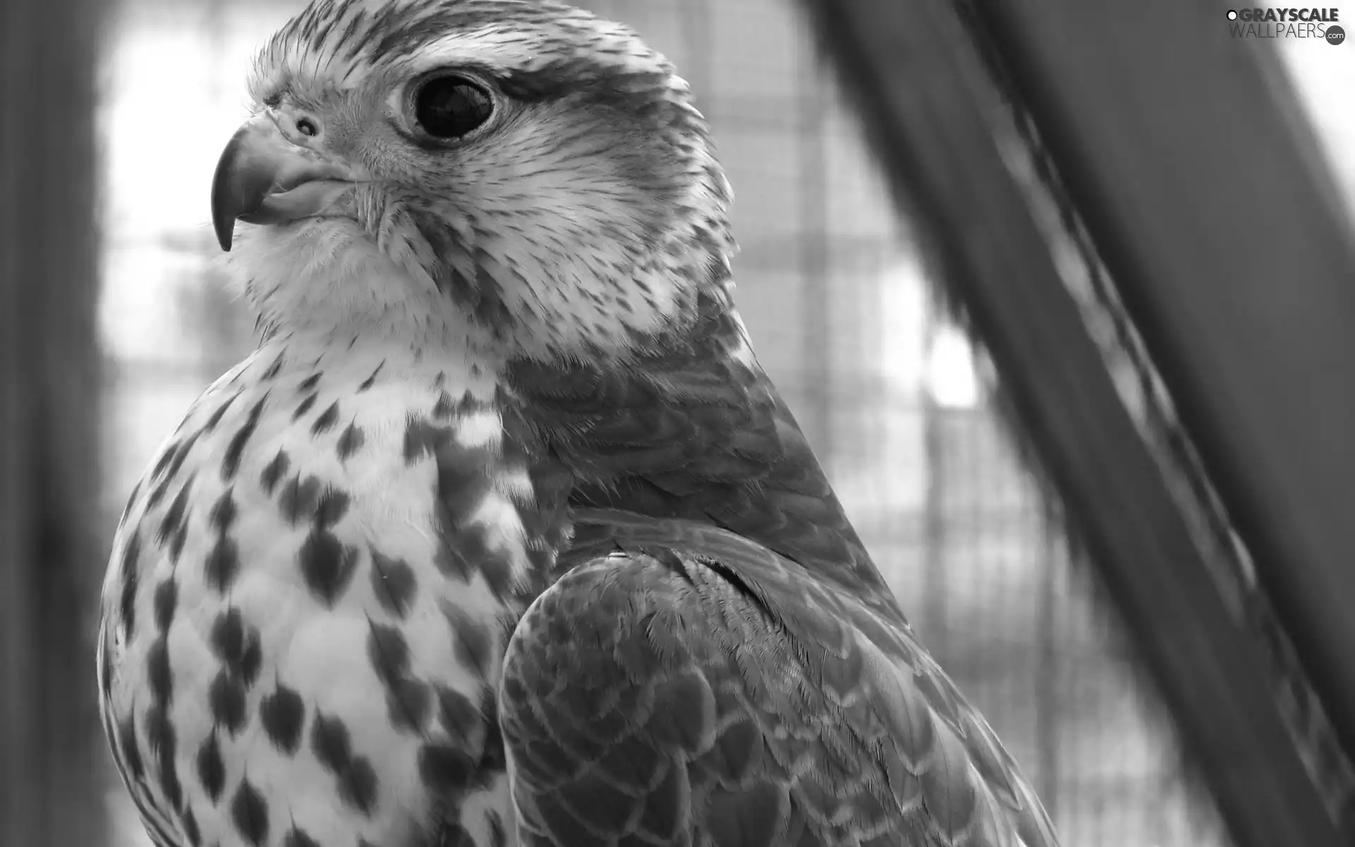 Cage, birds, hawk
