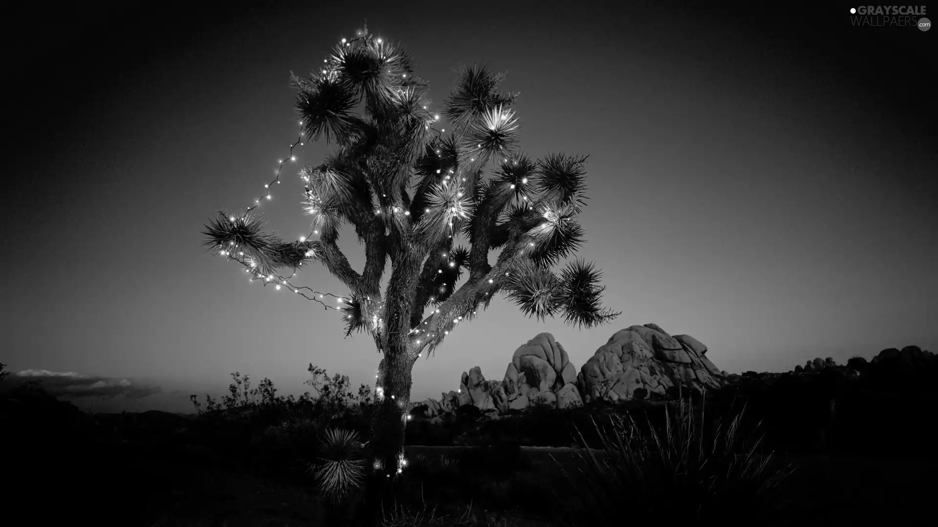 illuminated, National Park, California, Joshua Tree