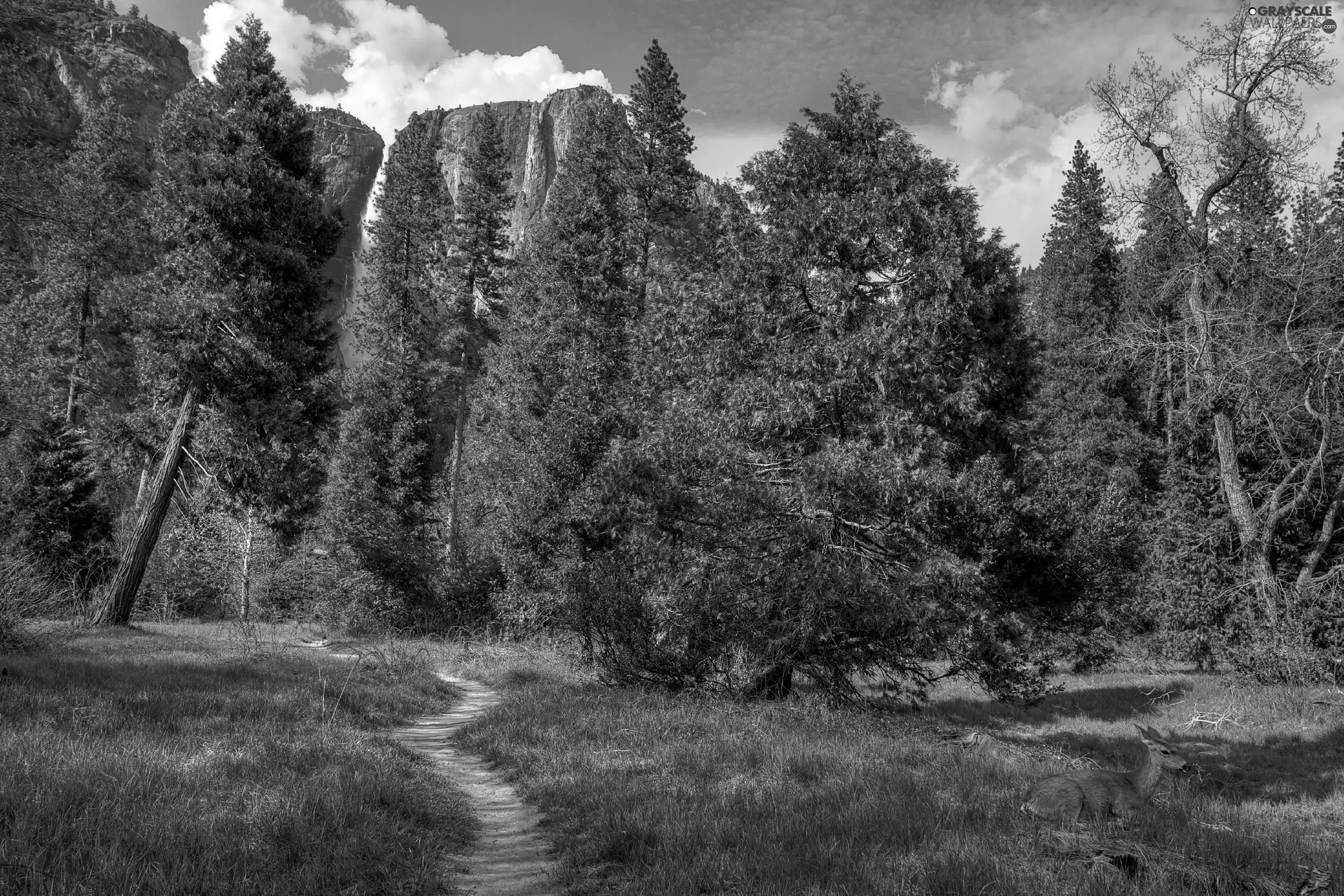 Mountains, Yosemite, California, forest