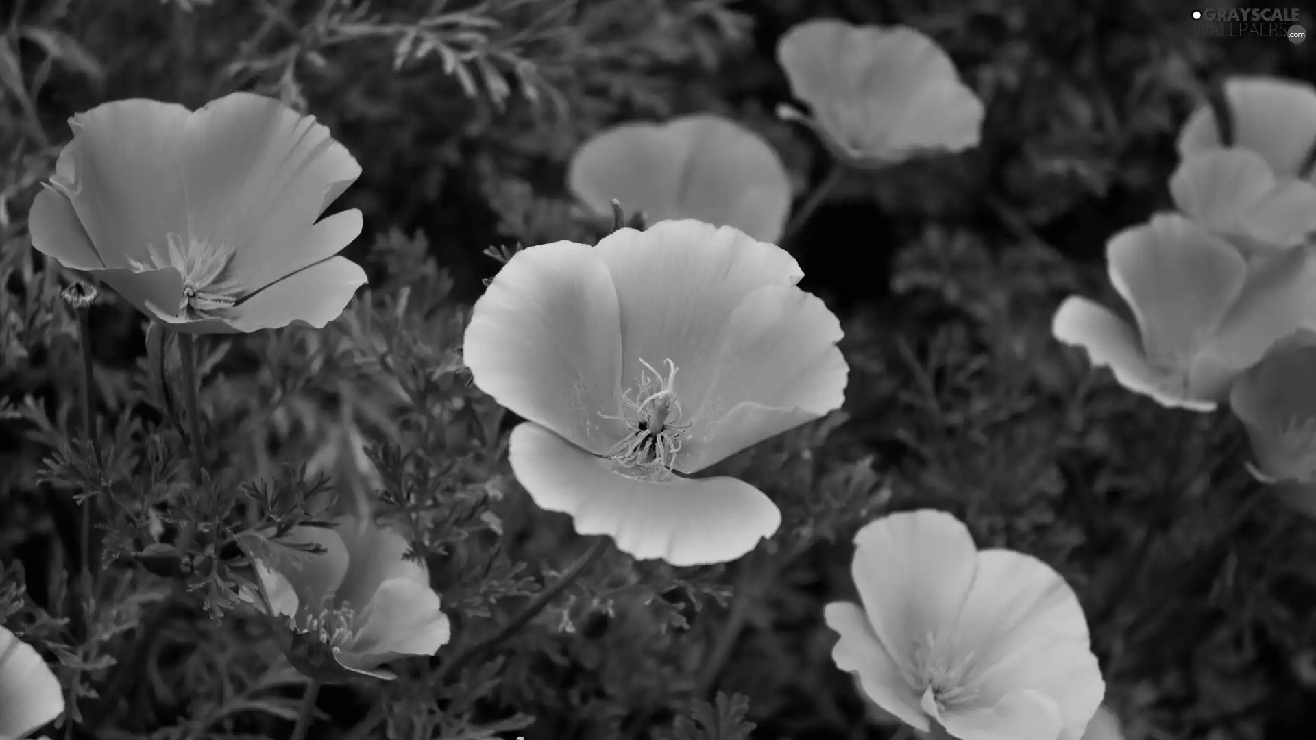 California poppy