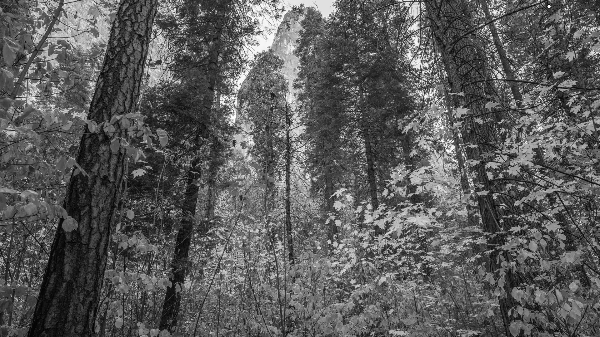 Mountains, trees, The United States, viewes, State of California, Yosemite National Park, autumn, forest