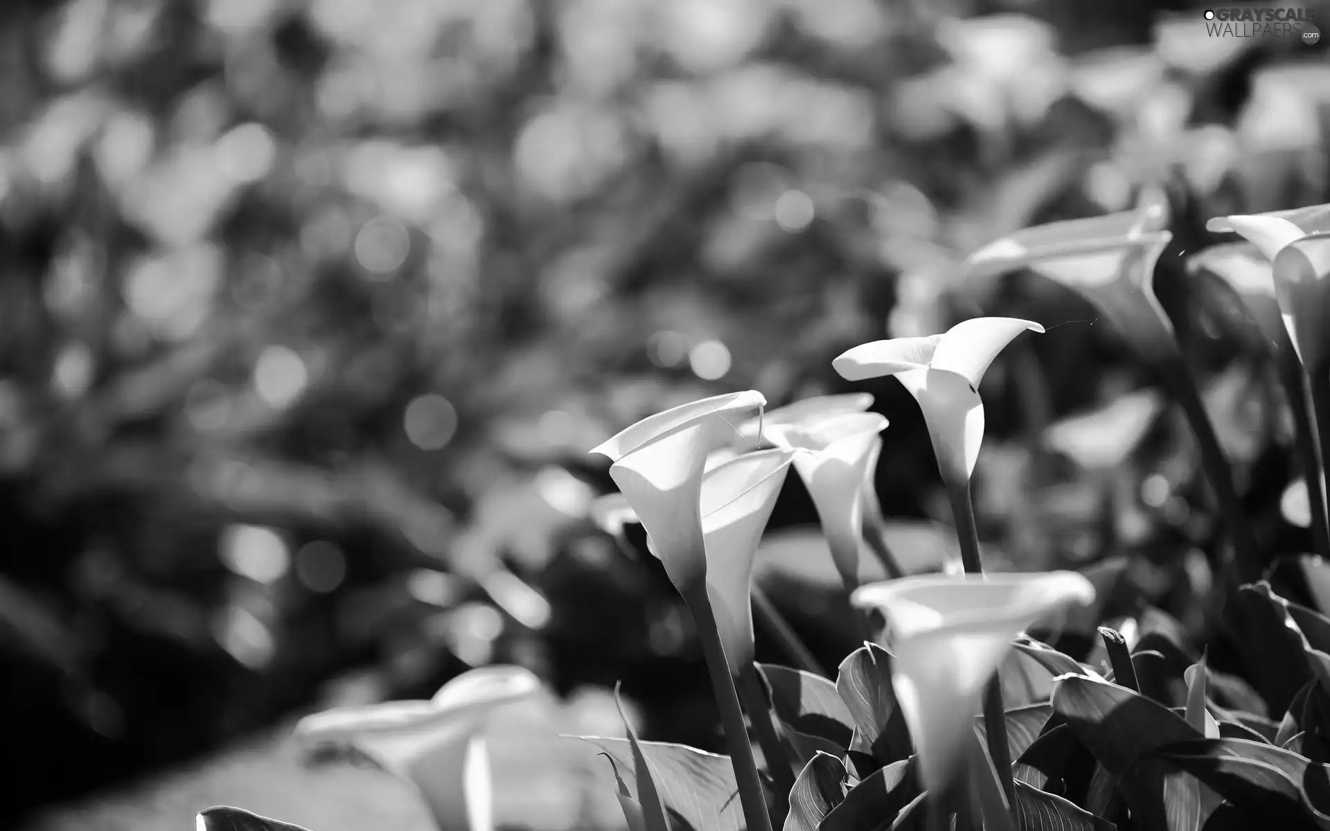 White, Calla