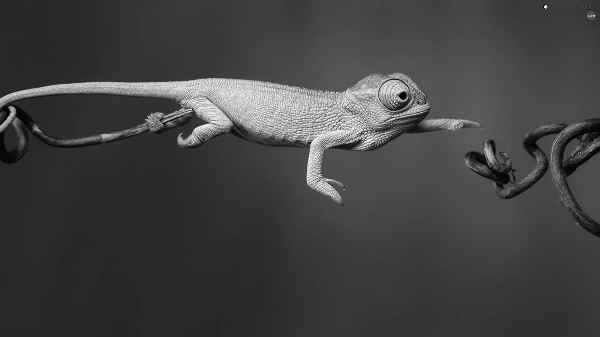 color, Cameleon