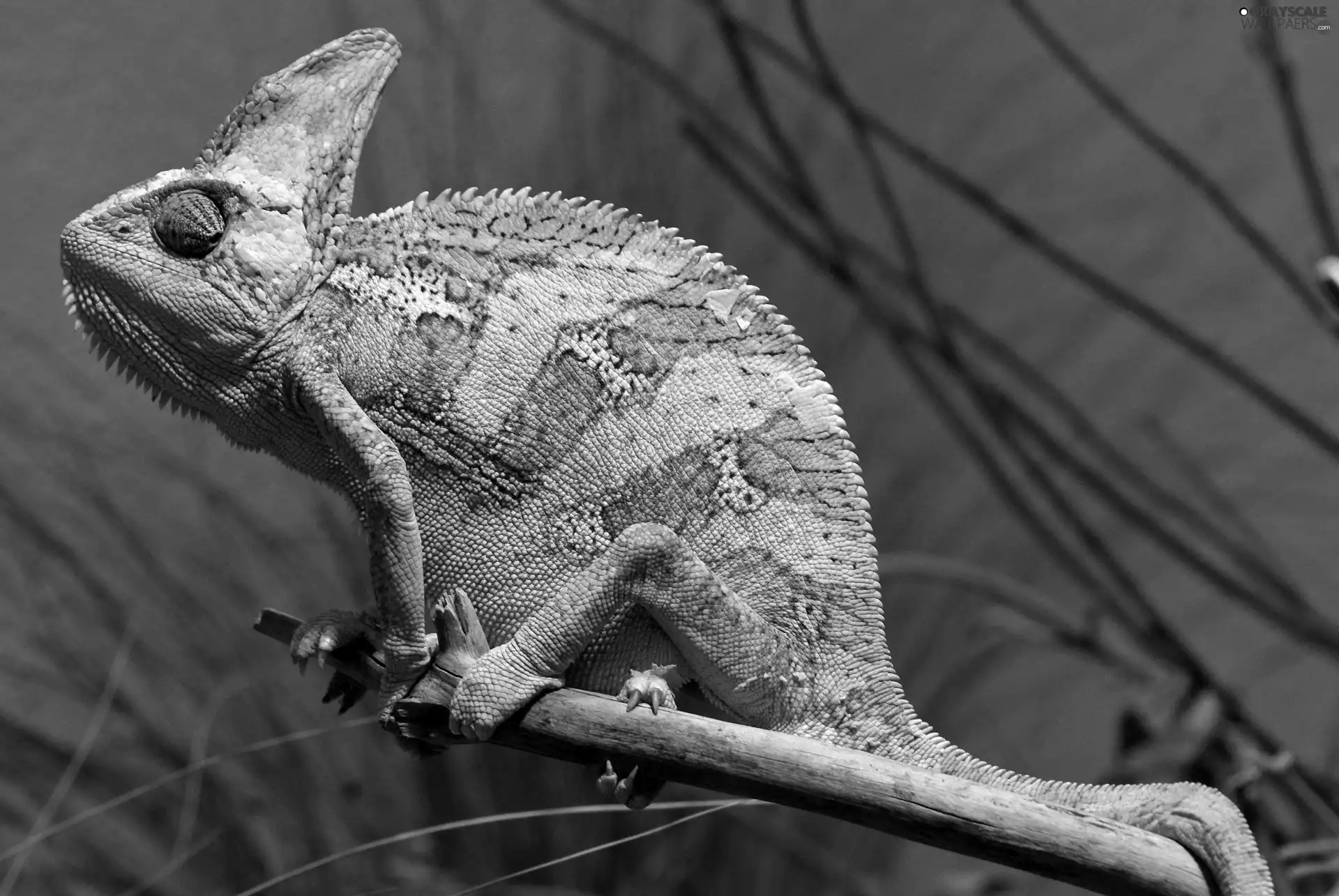Cameleon, twig, Green