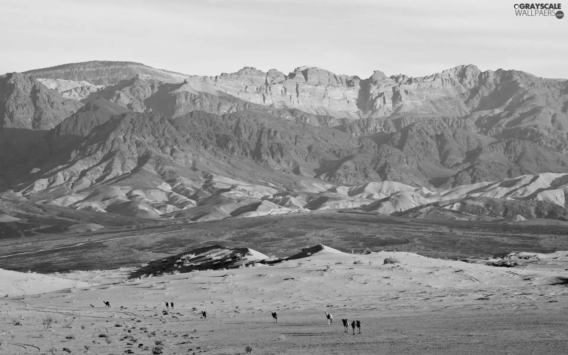 Camels, Desert, Mountains