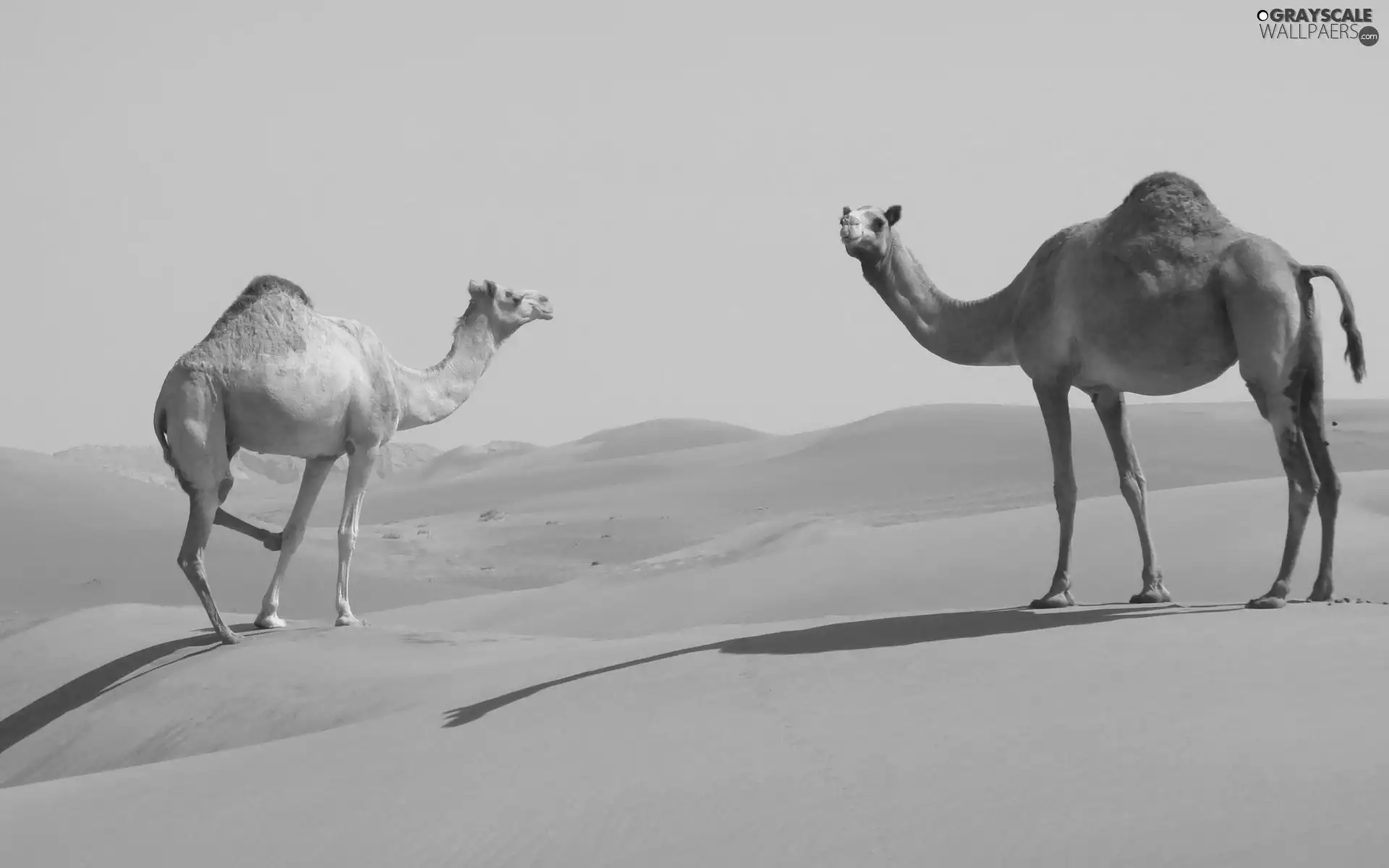 Desert, Two cars, Camels