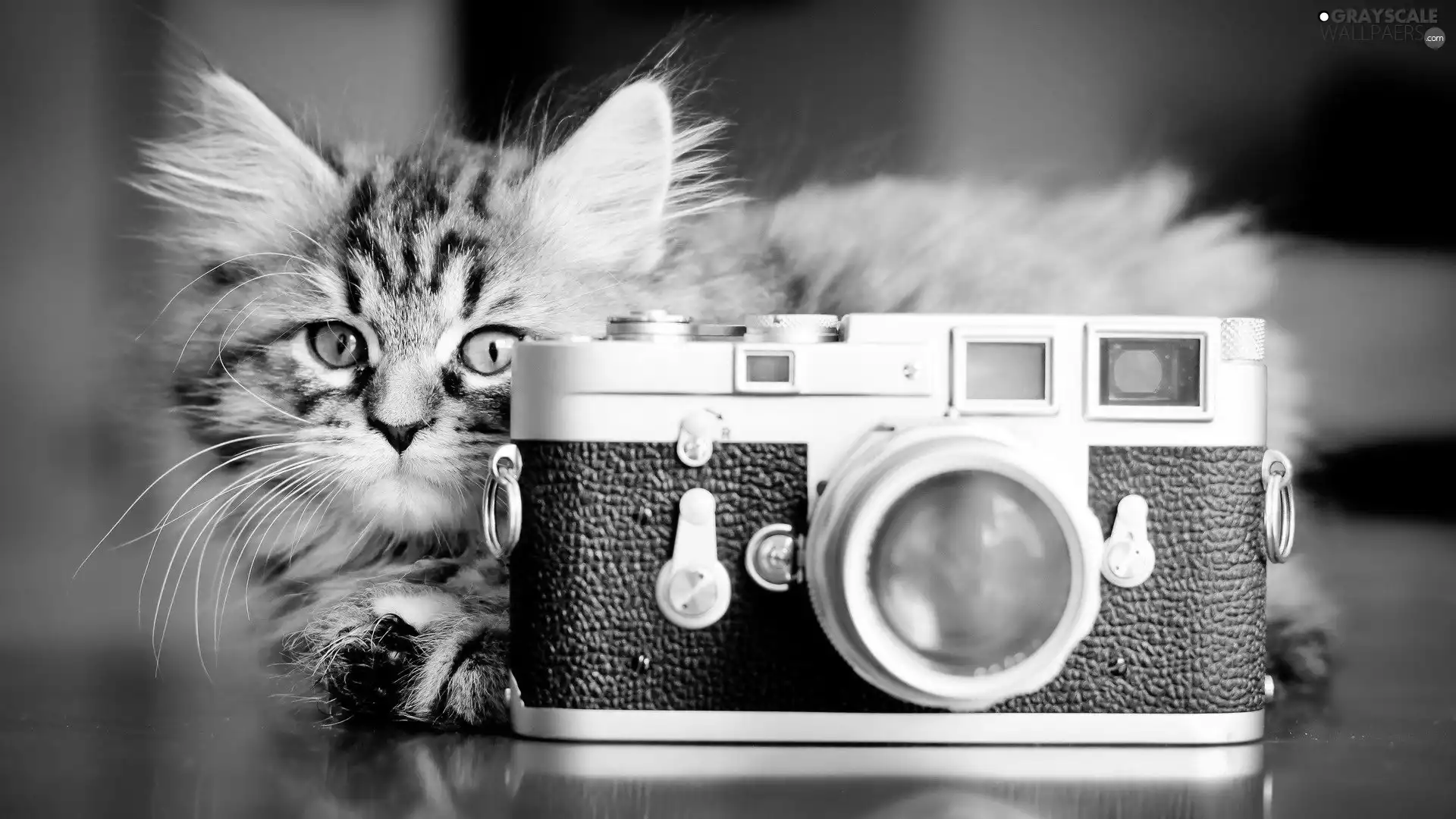 cat, Camera