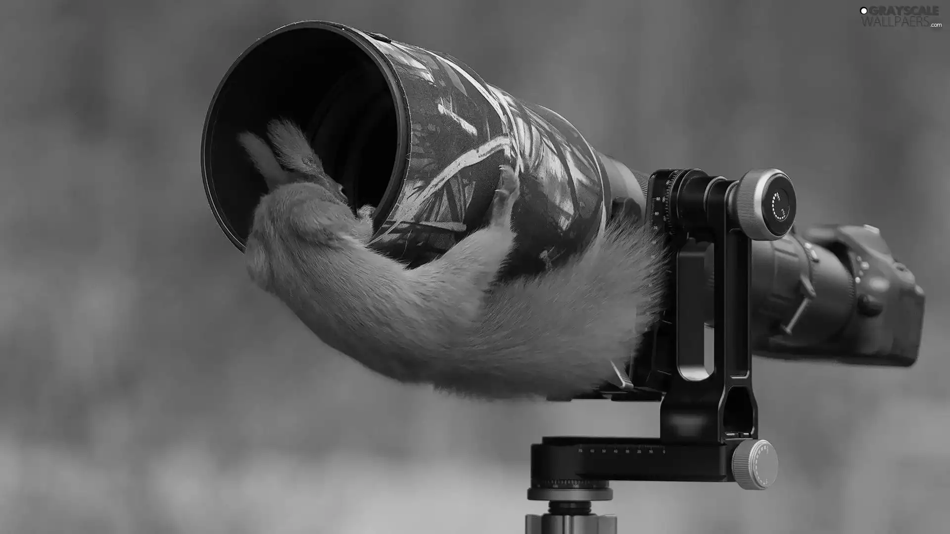 Camera, squirrel, objective