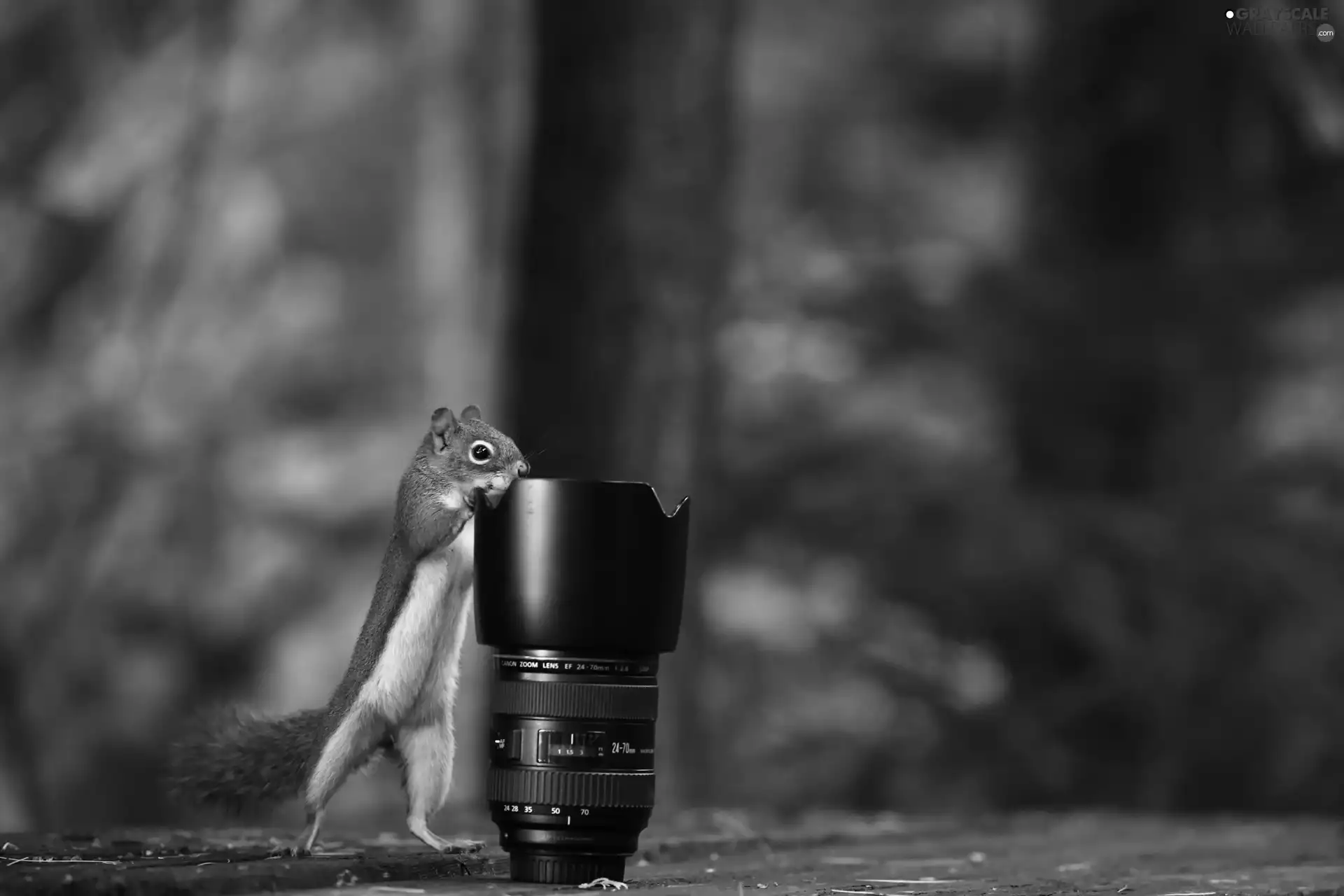 Camera, squirrel, objective