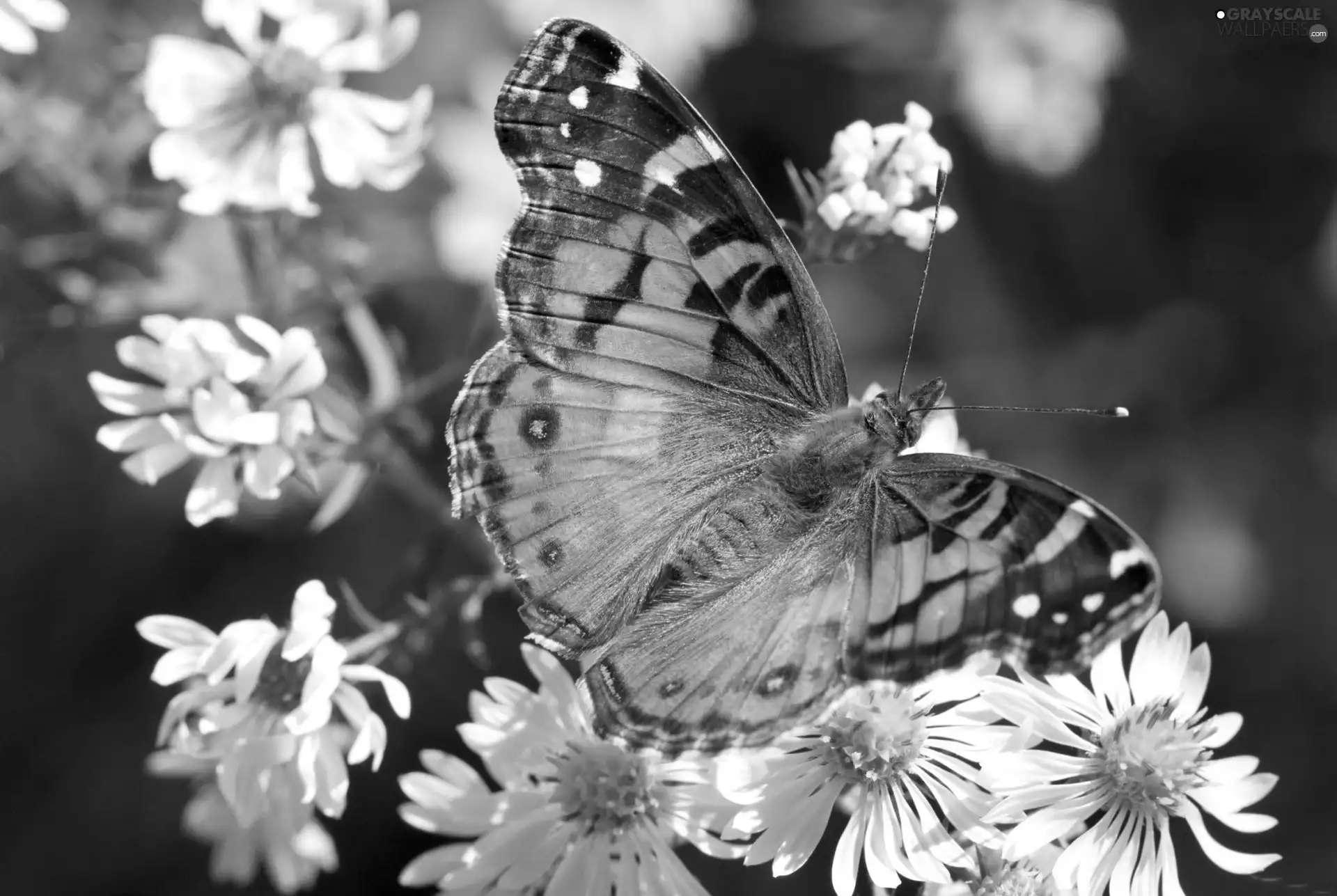 camomiles, color, butterfly