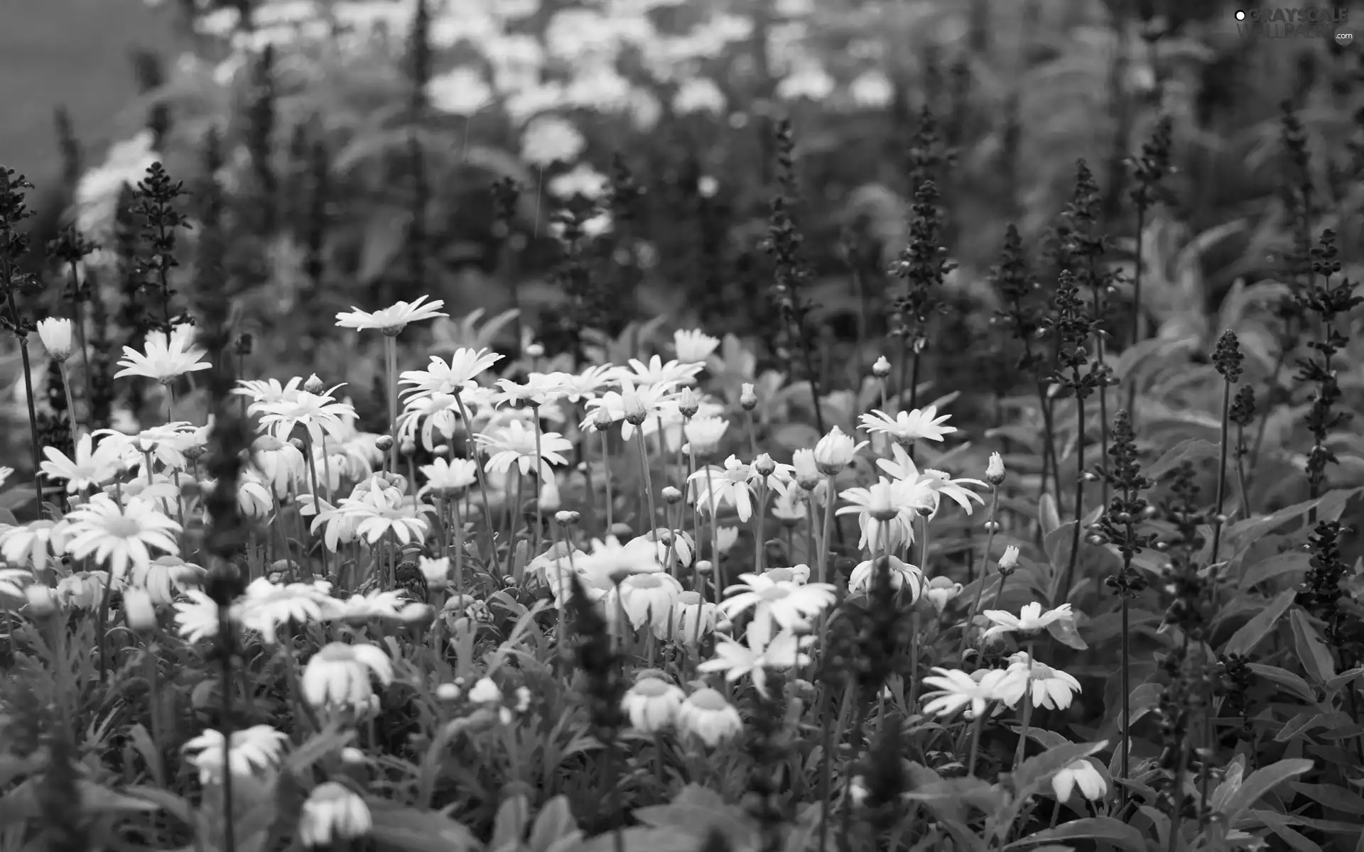 camomiles, Meadow, Flowers