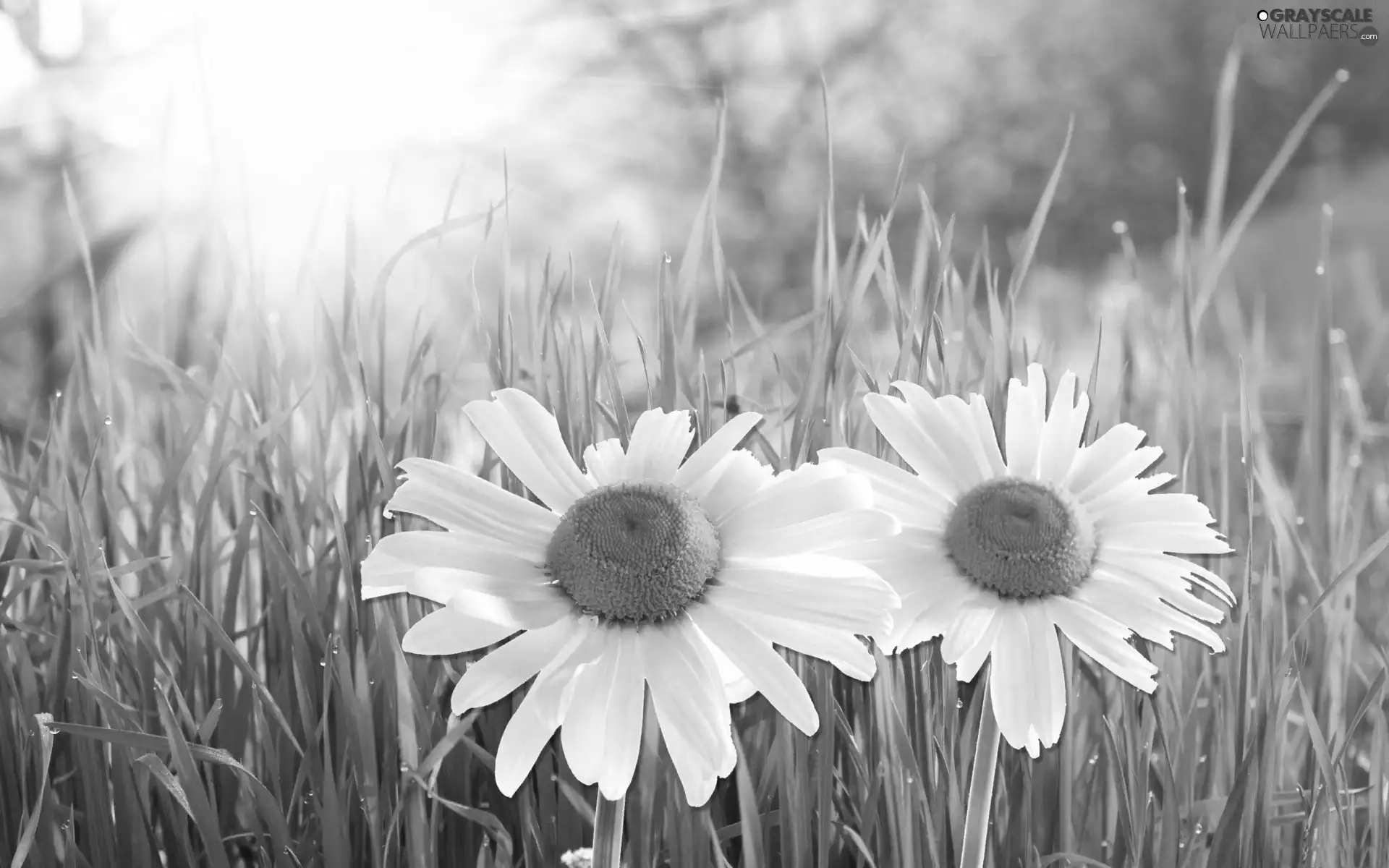 Meadow, Two cars, daisy, grass