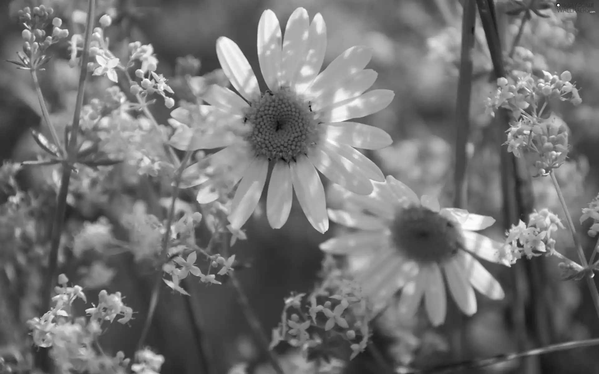 Meadow