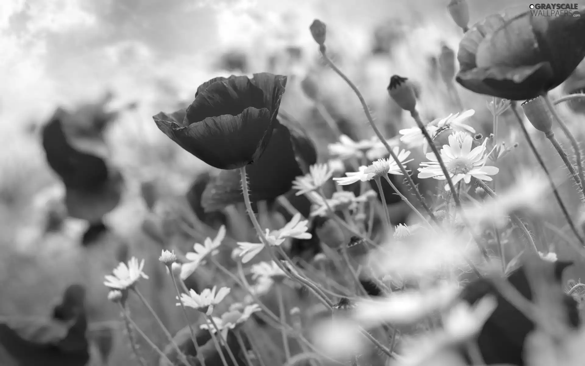 camomiles, Red, papavers