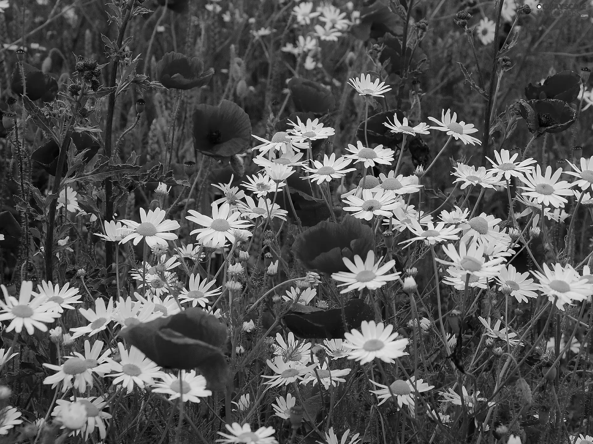 papavers, camomiles