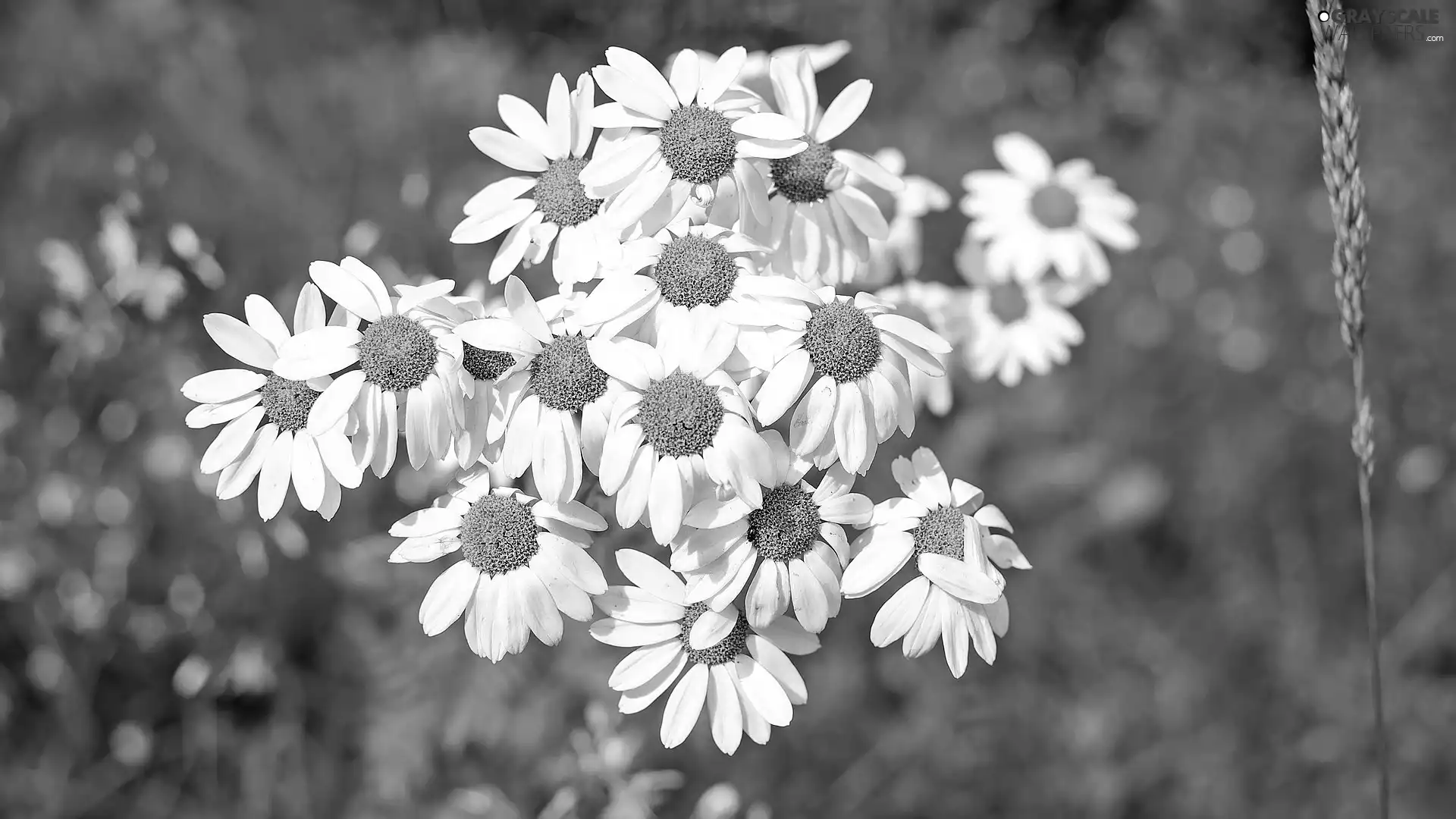 camomiles, rapprochement