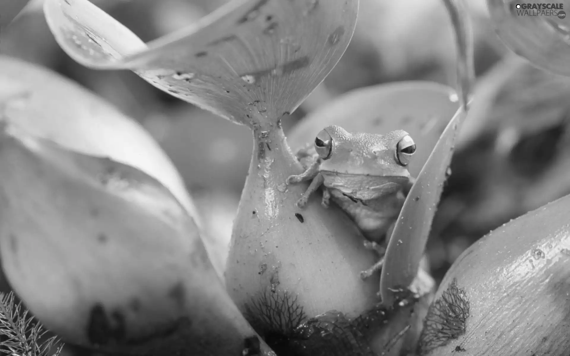 frog, Leaf, camouflage, Green