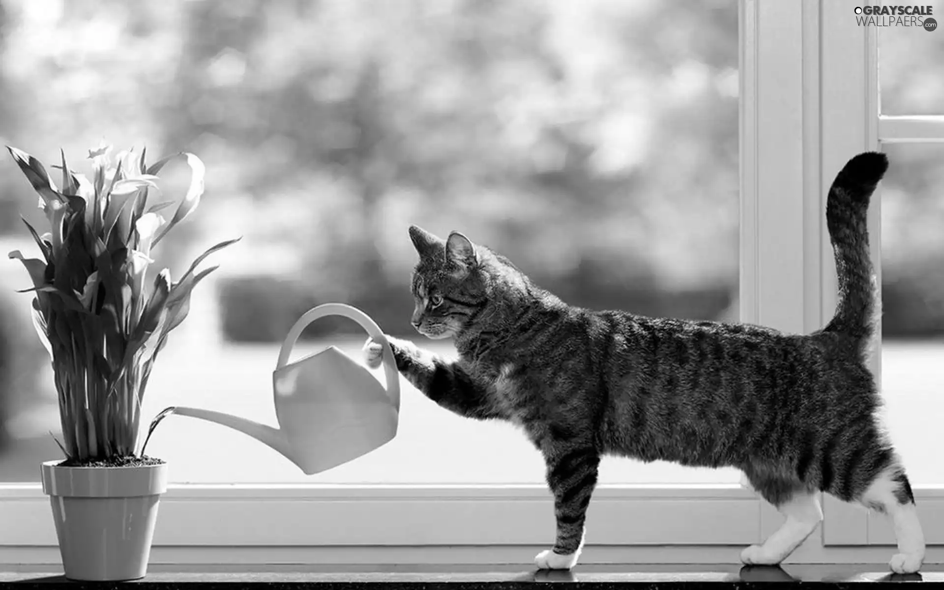 cat, watering can